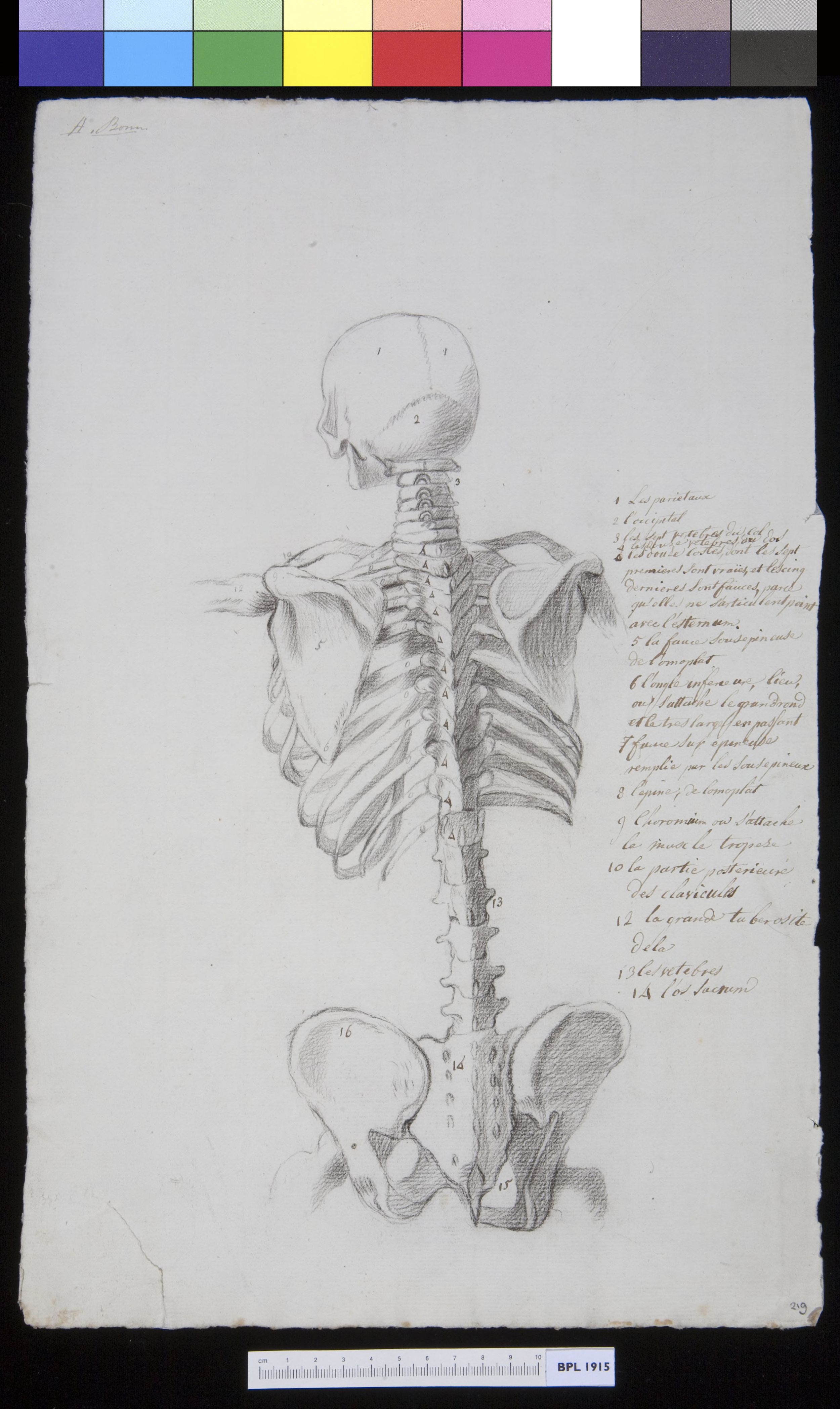Skeleton of the torso, seen from behind