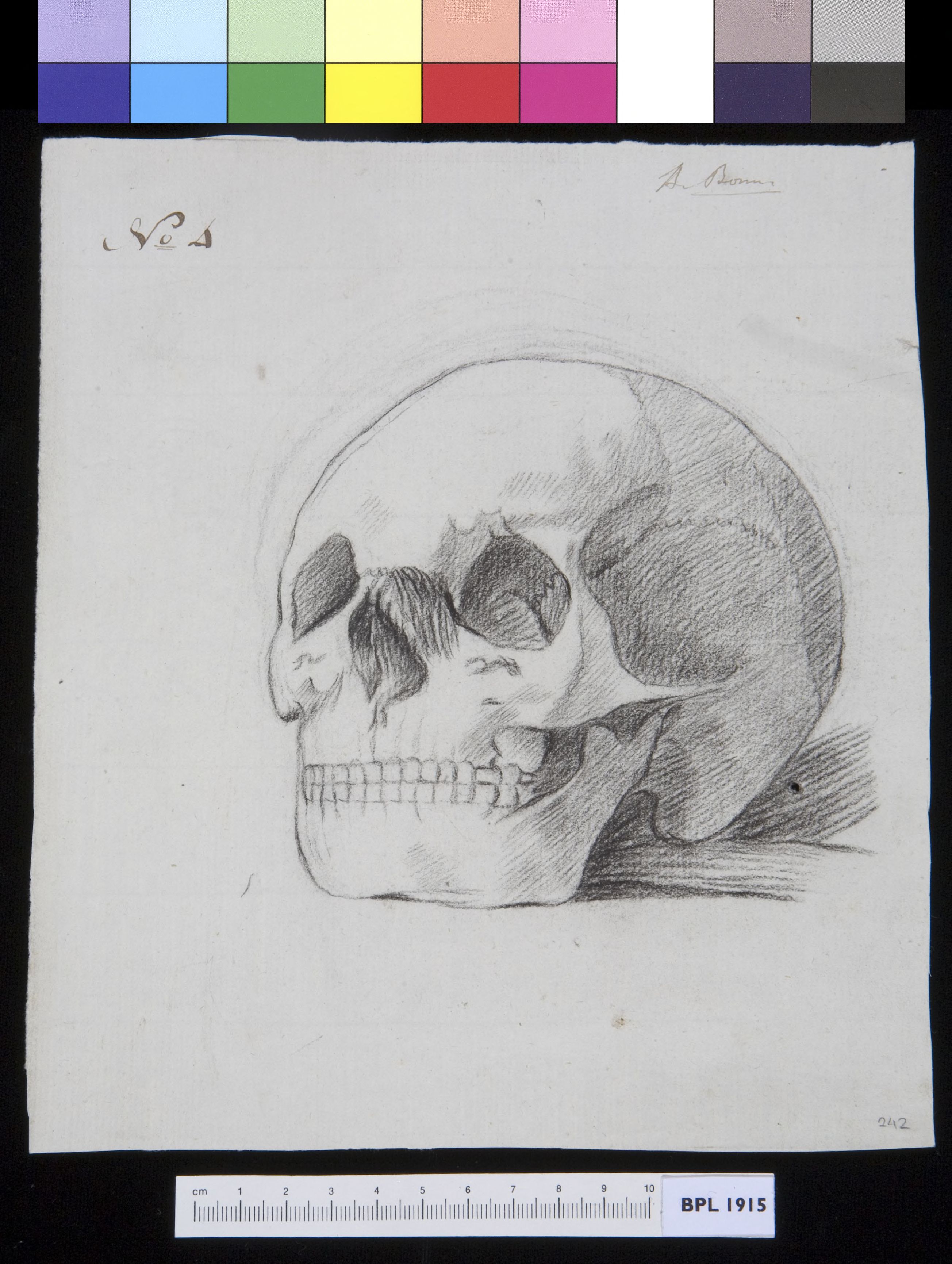 Human skull