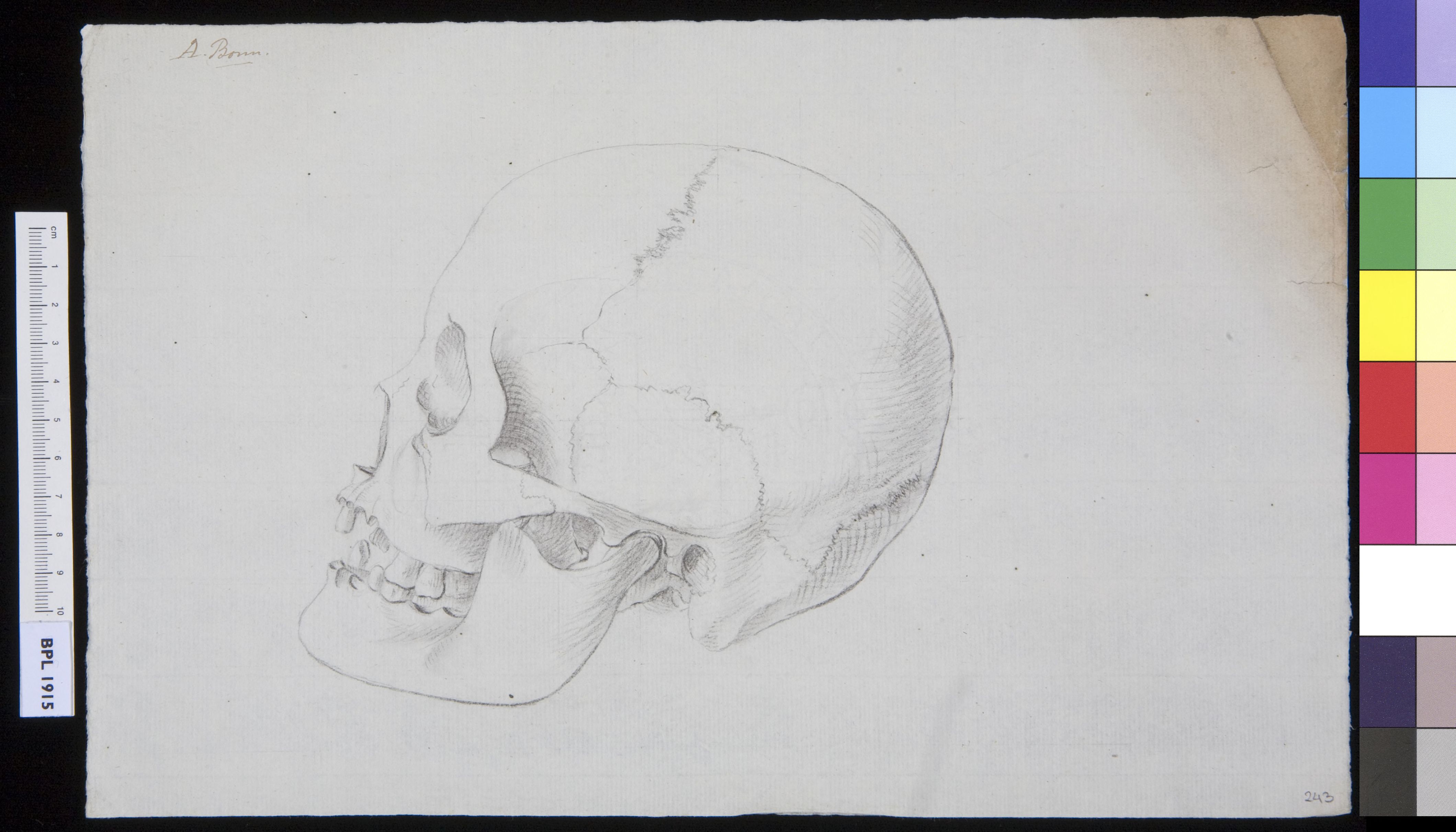 Human sjkull, lateral view
