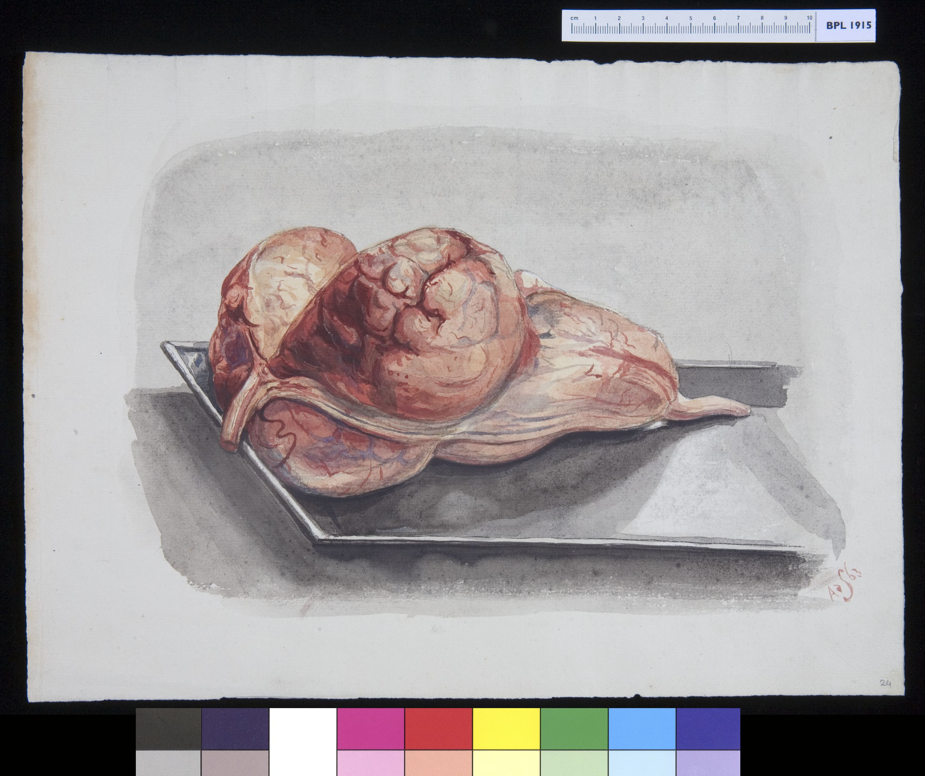 Animals: brain of a cow
