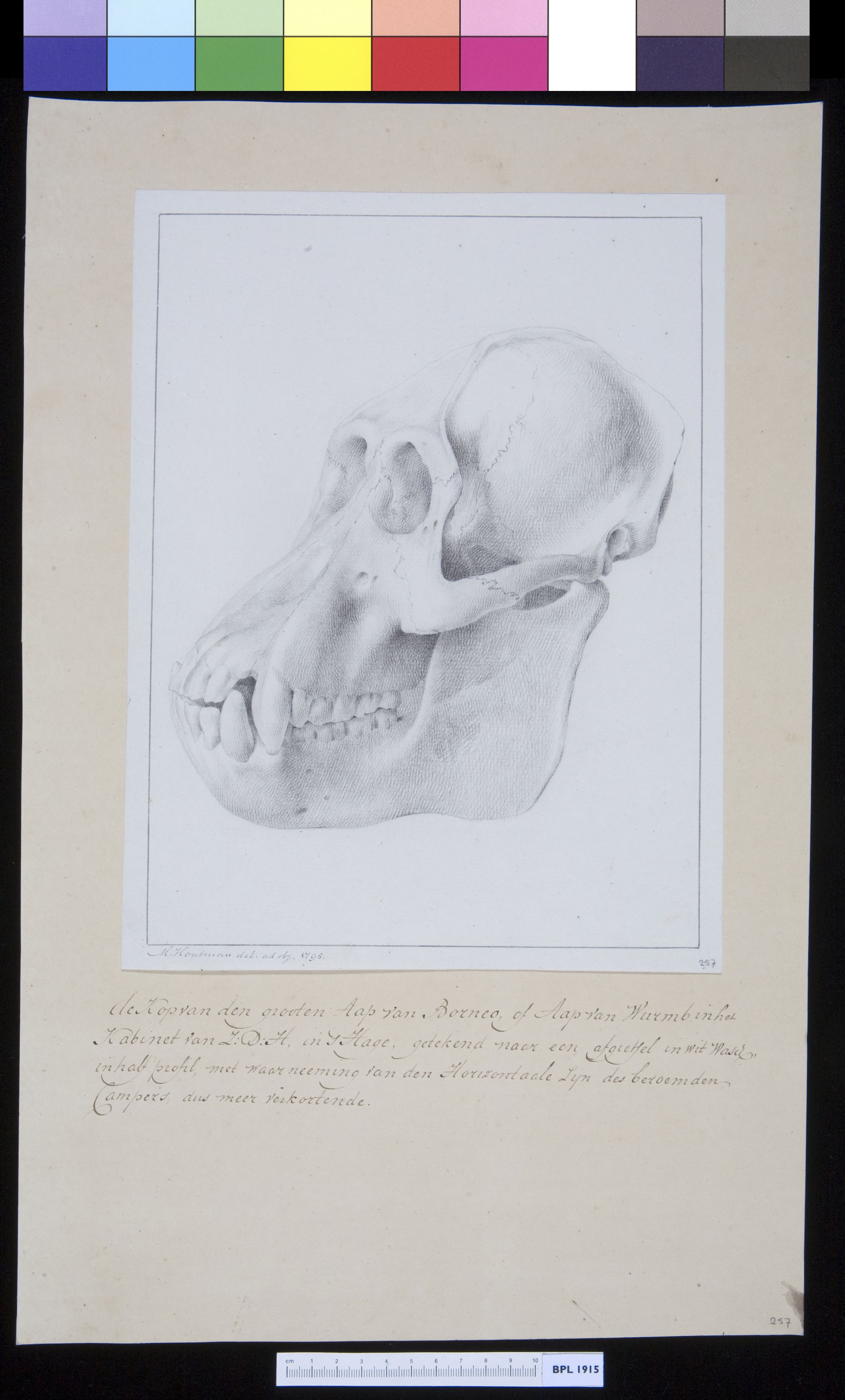 Animals: orangutan, skull