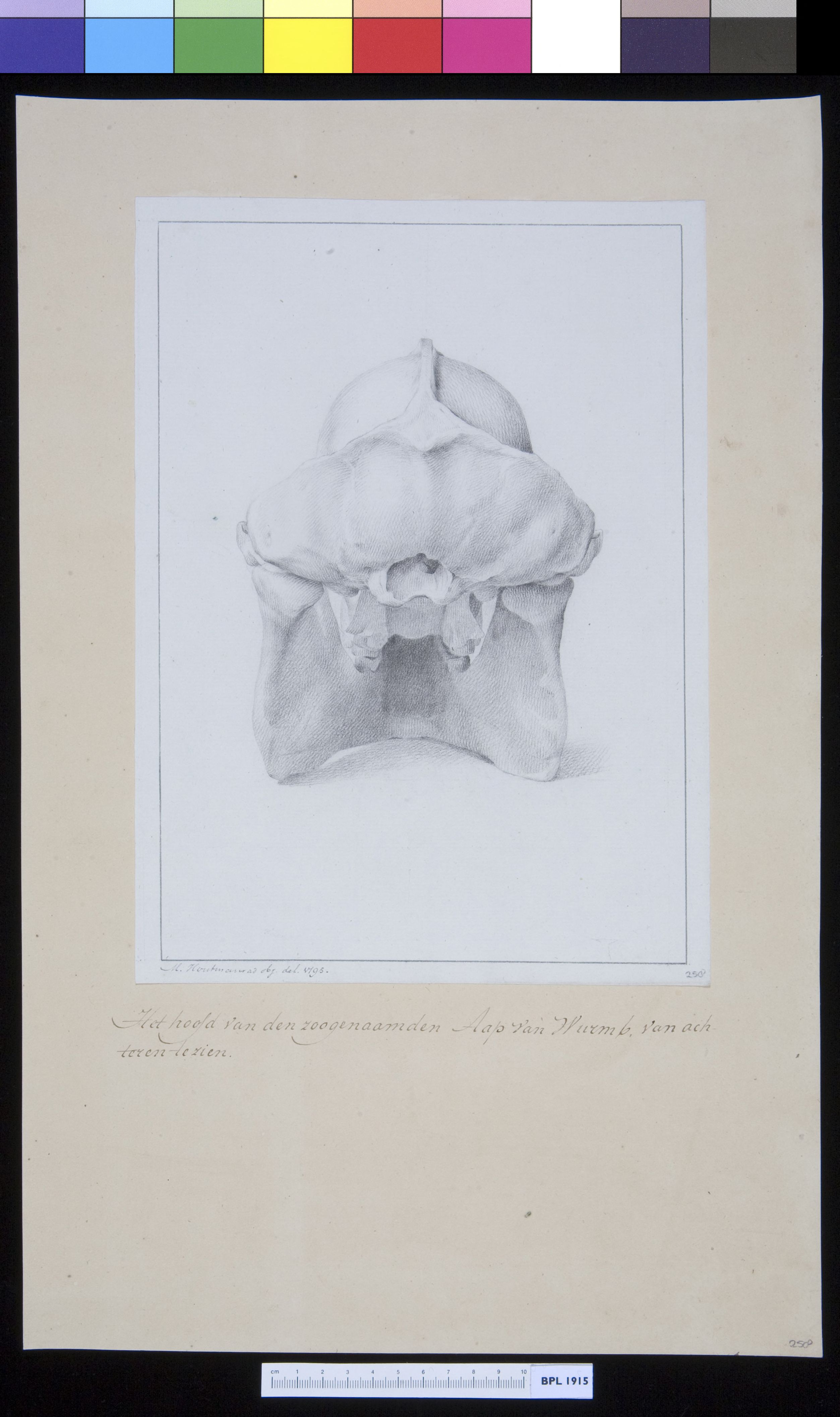Animals: ape, skull