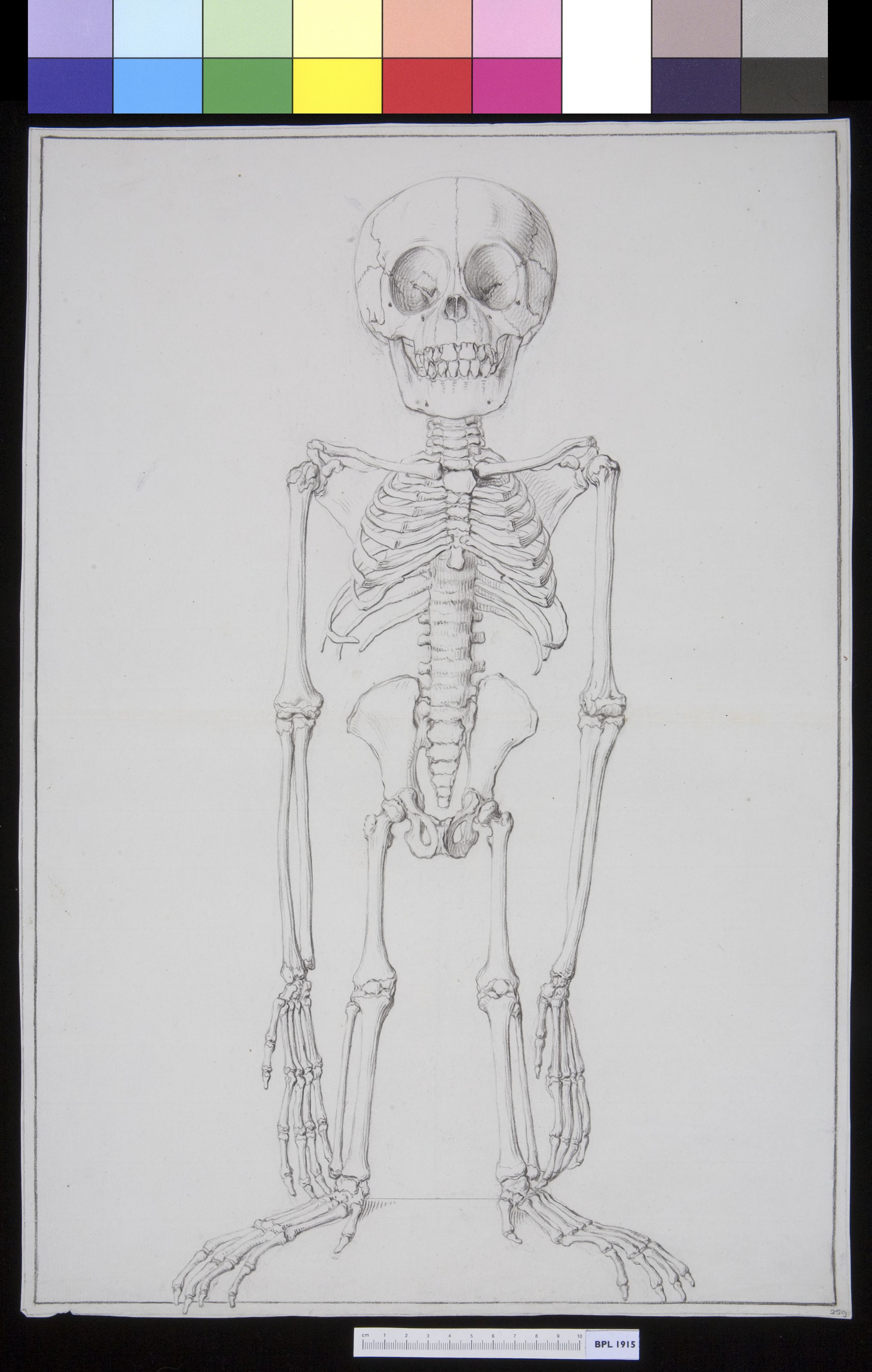 Animals: skeleton of an orangutan