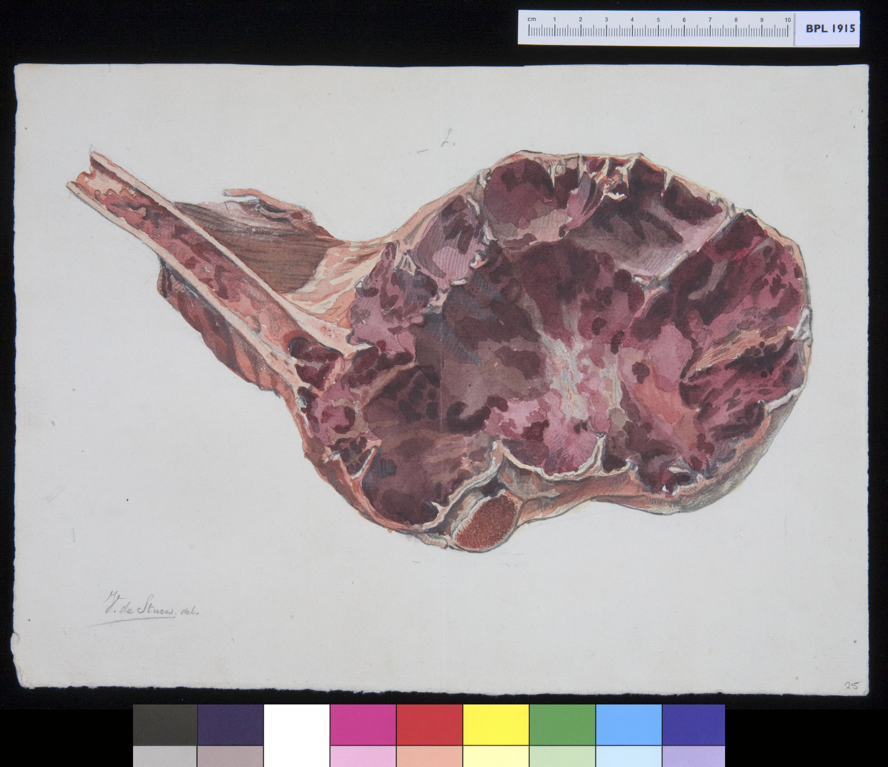Animals: brain of a cow