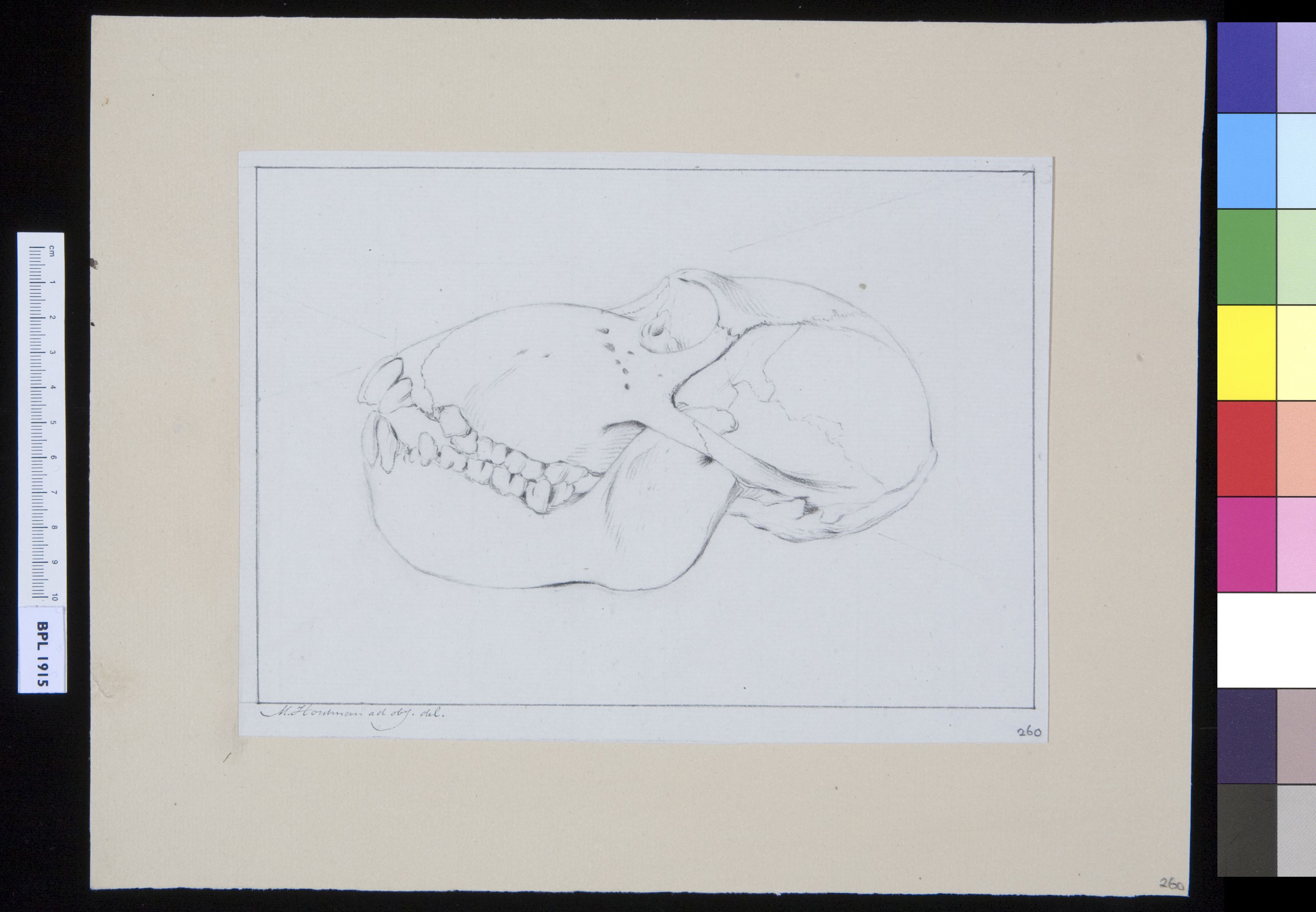 Animals: ape, skull