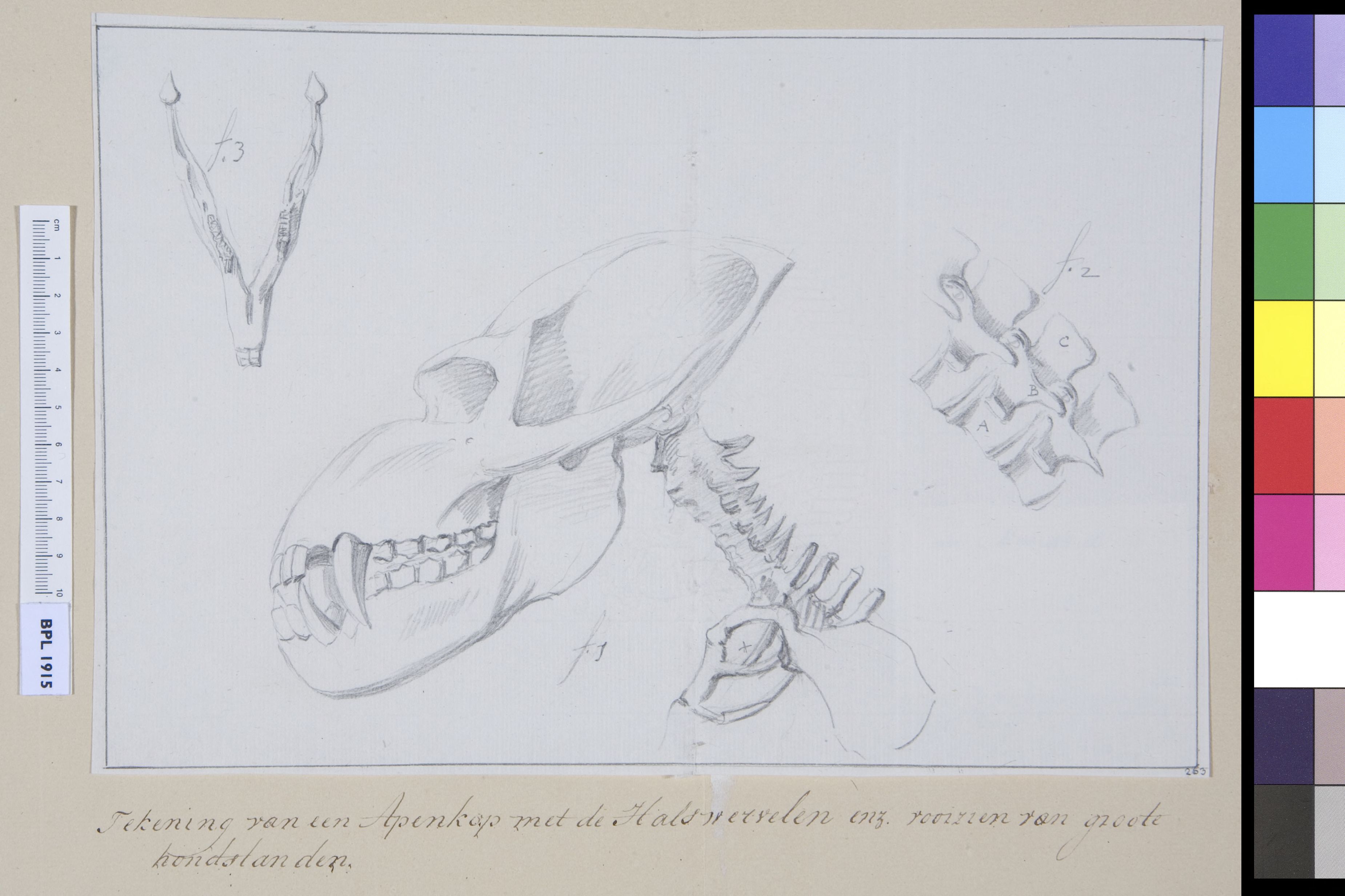 Animals: ape, skull, cervical vertebrae