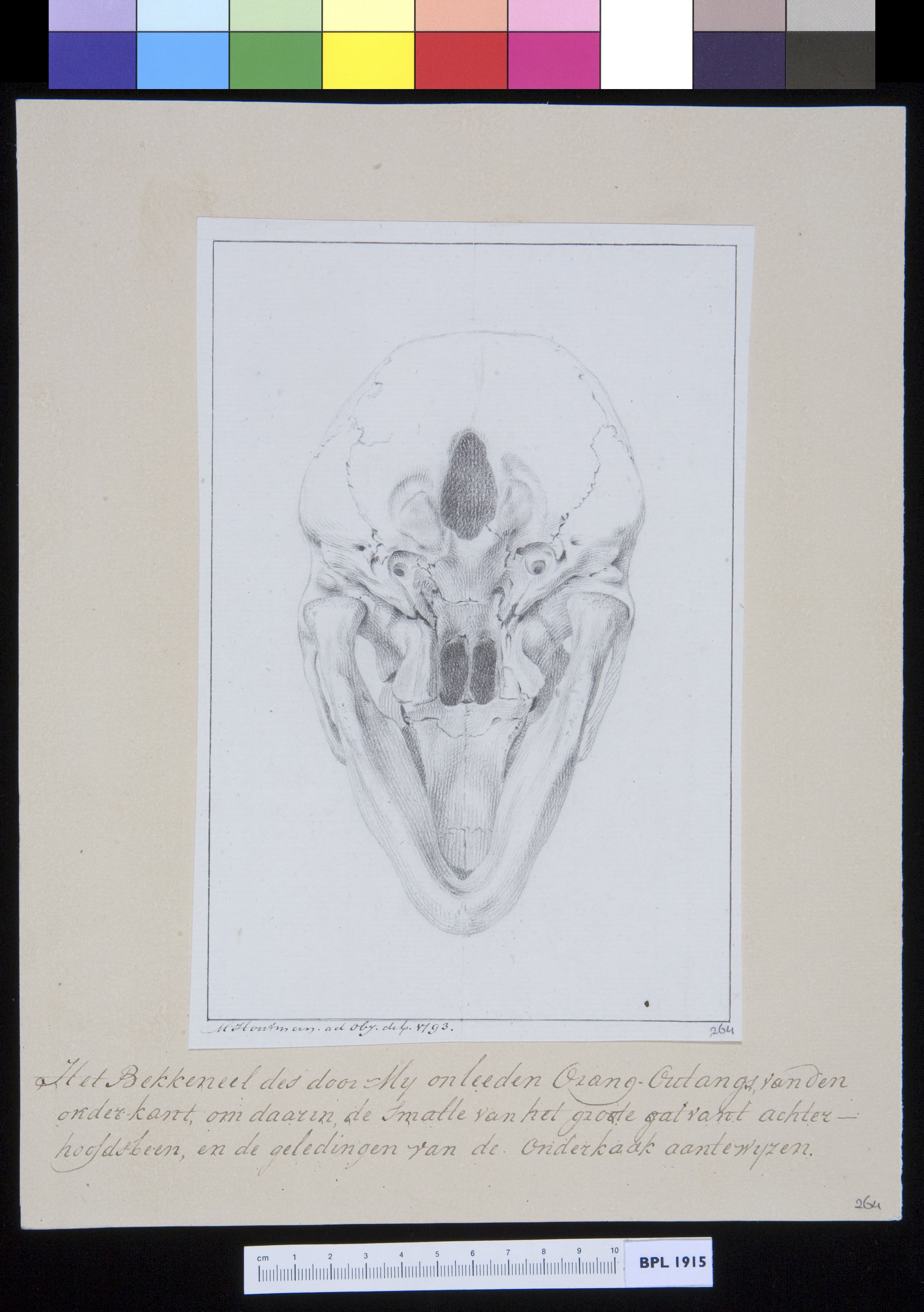 Animals: ape, skull