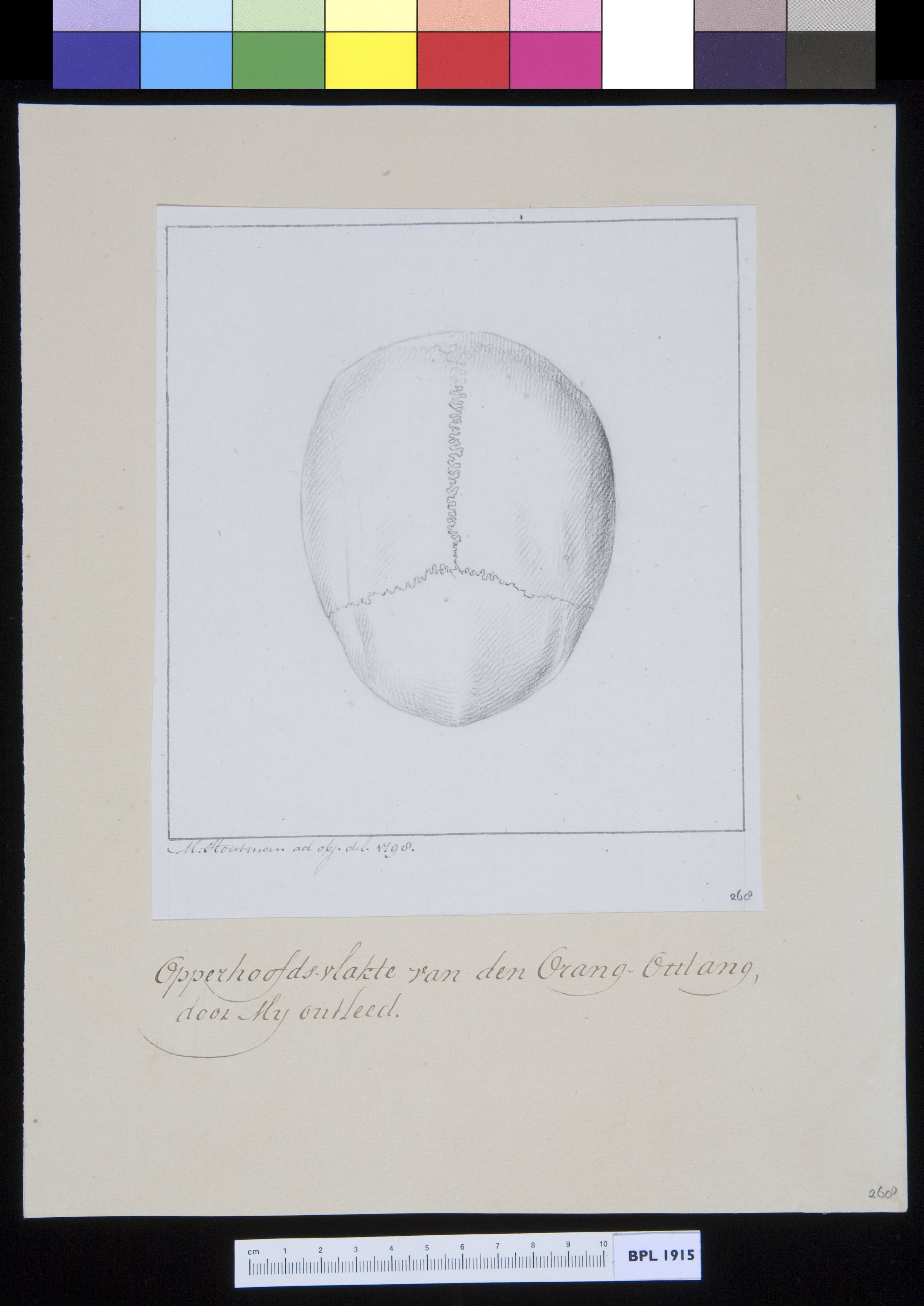 Animals: ape, skull