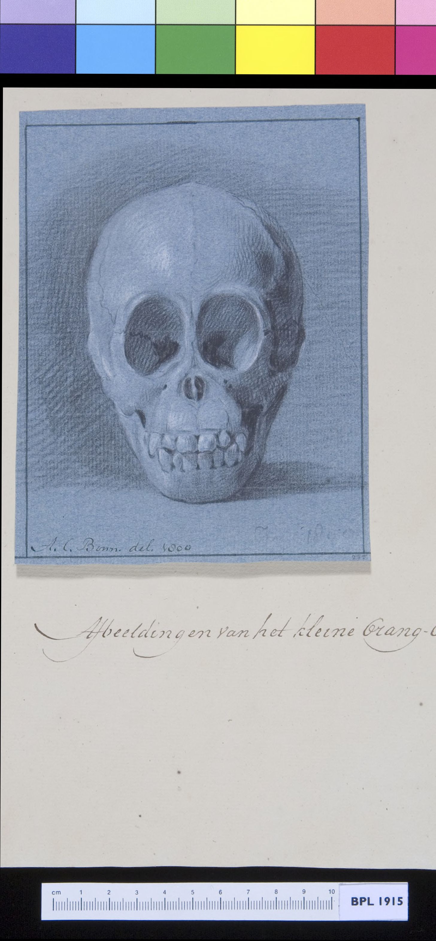 Animals: ape, skull