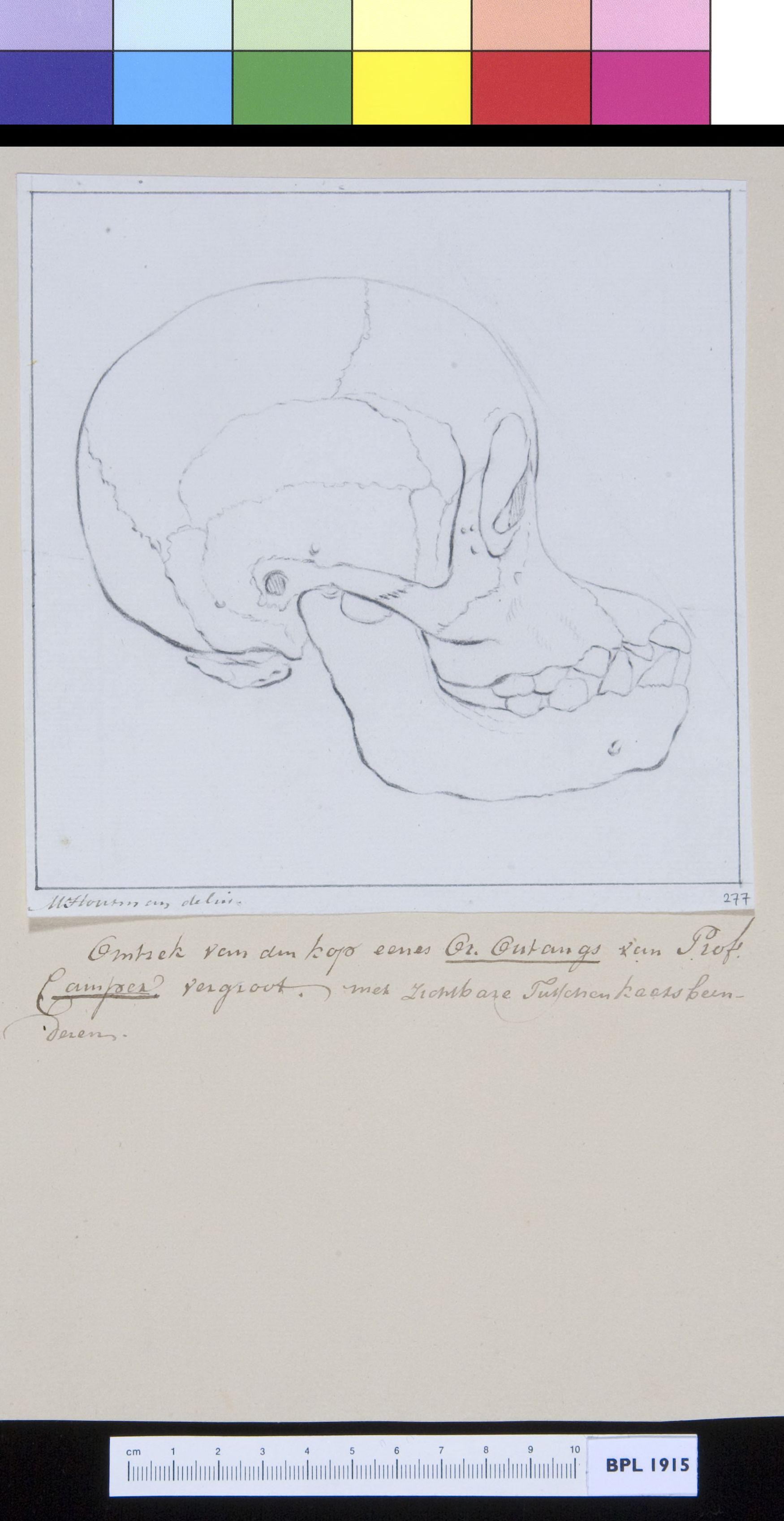 Animals: ape, skull