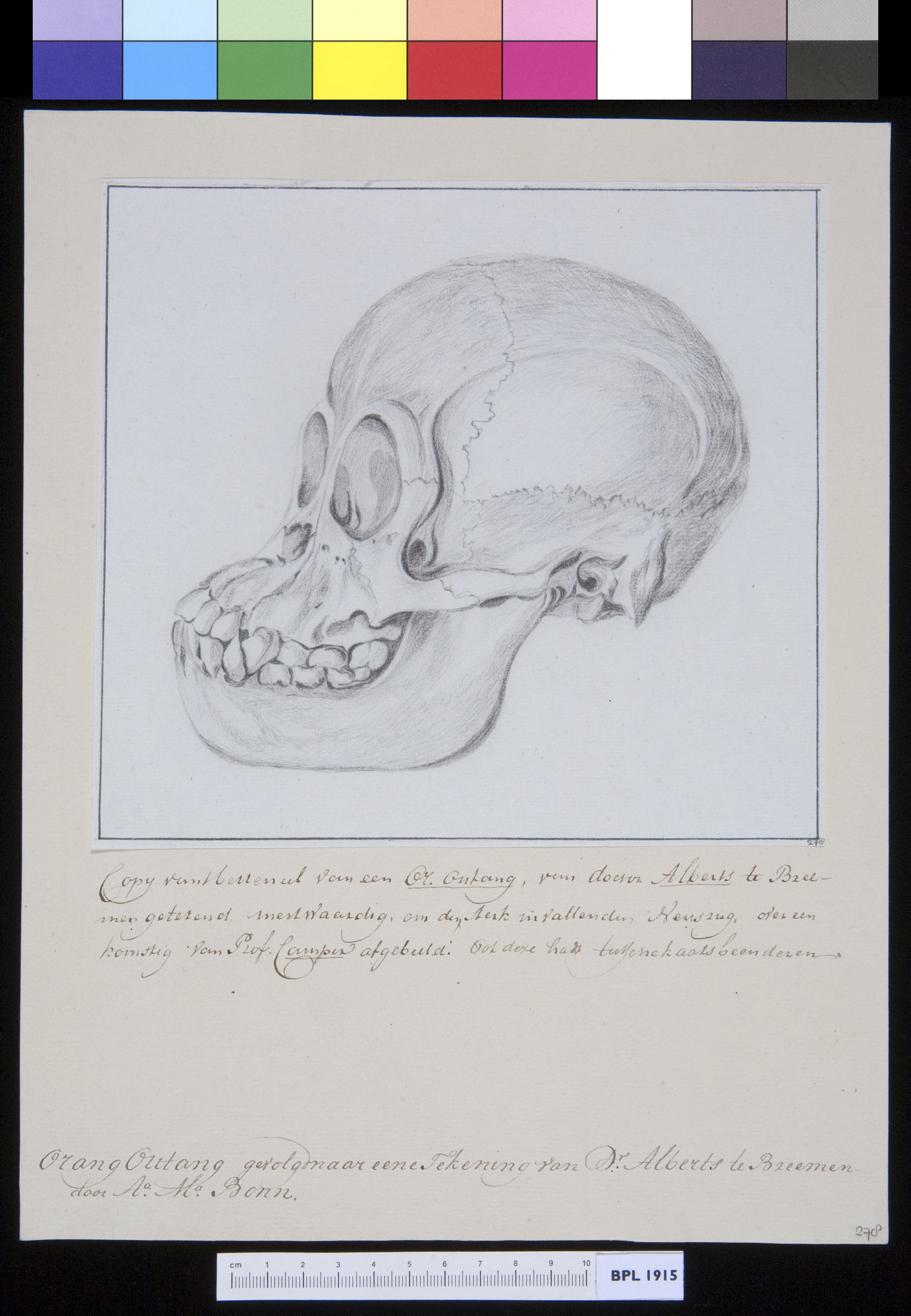 Animals: ape, skull