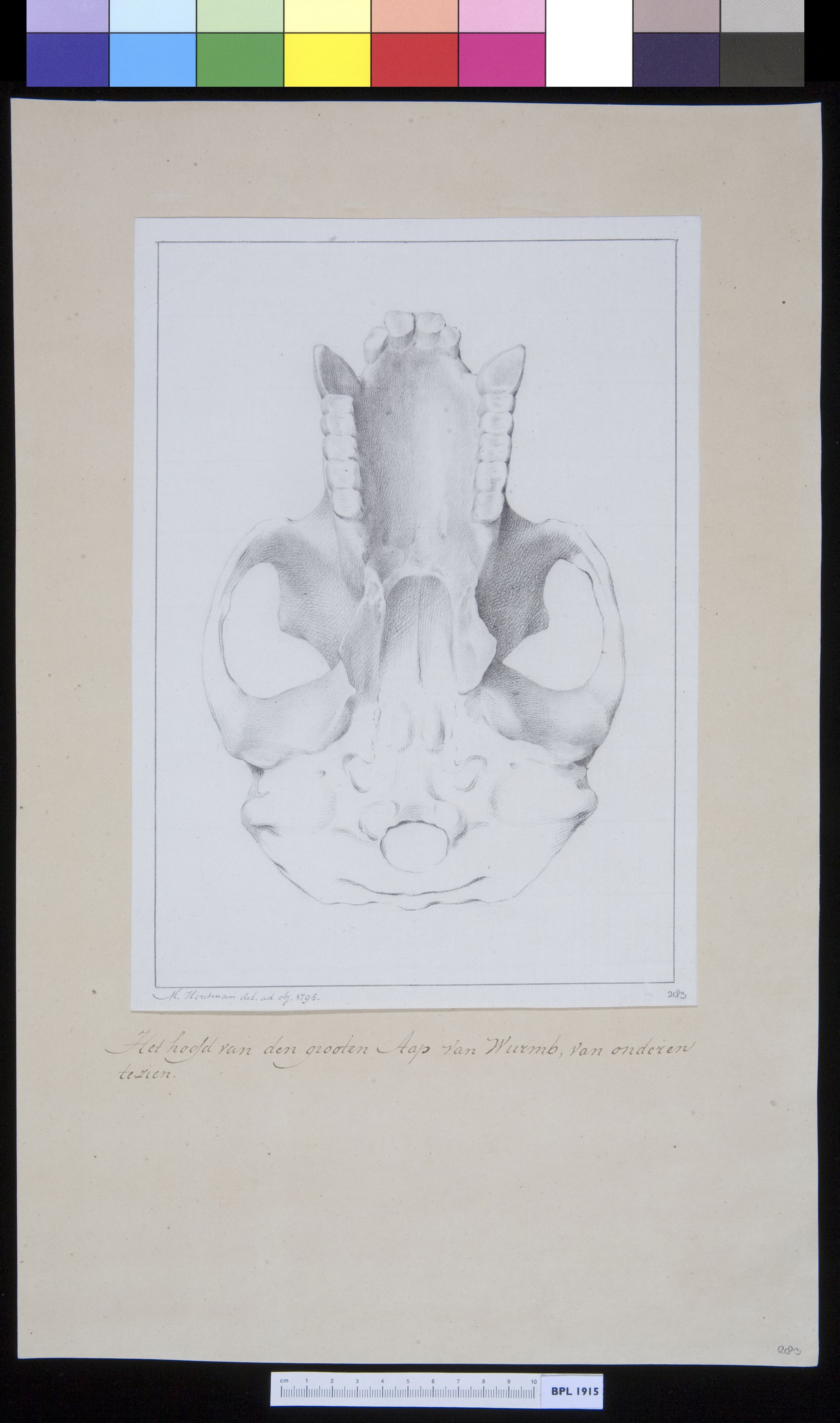 Animals: ape, upper jaw