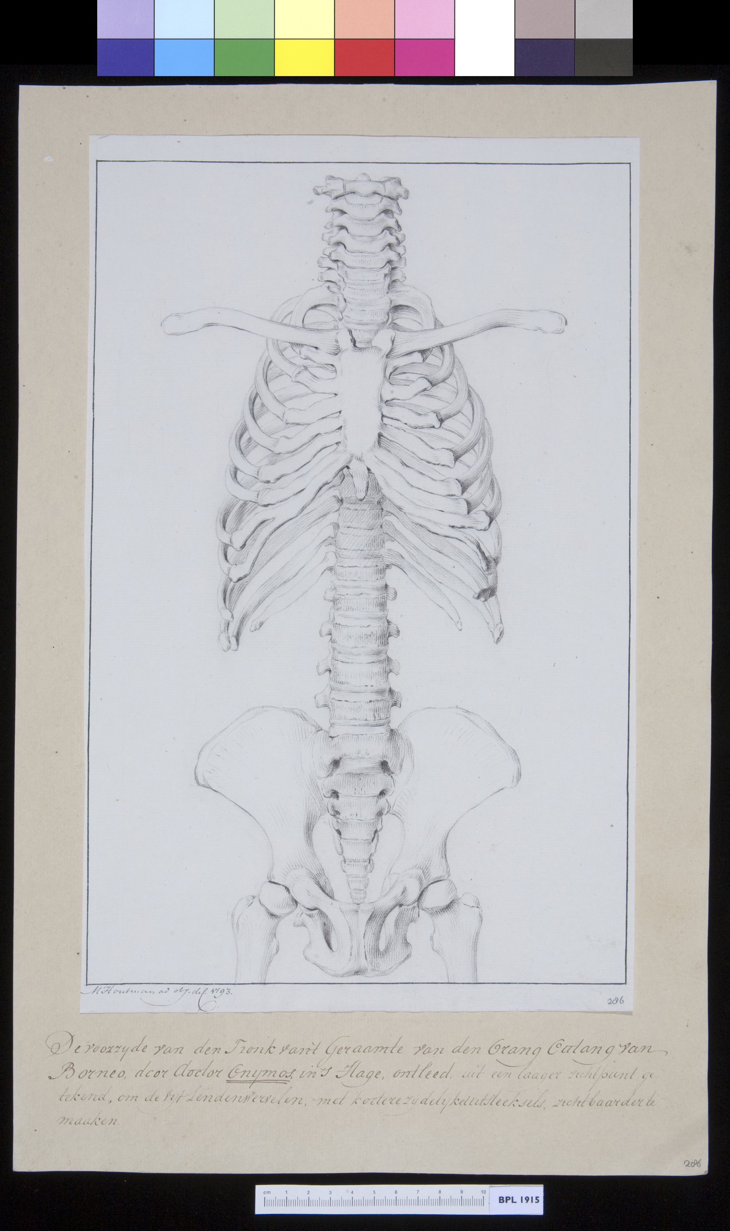 Animals: ape, spine, pelvis and vertebrae