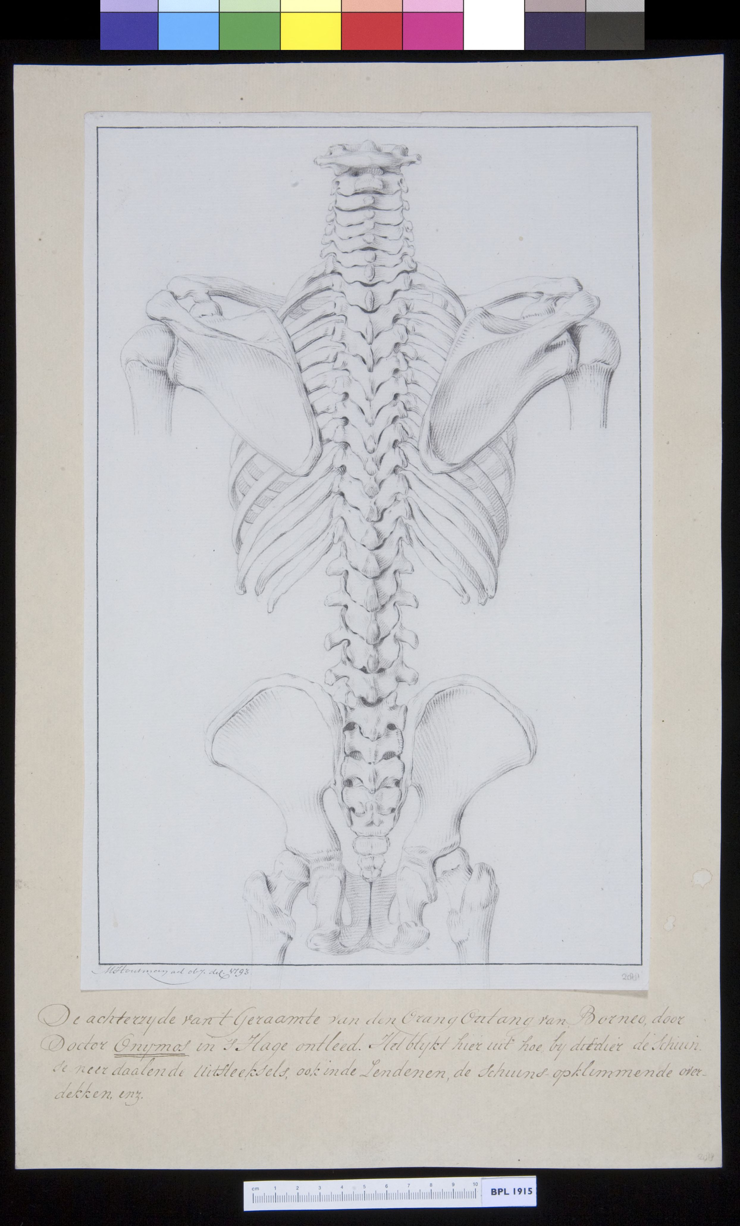 Animals: ape, spine, pelvis and vertebrae (dorsal view)