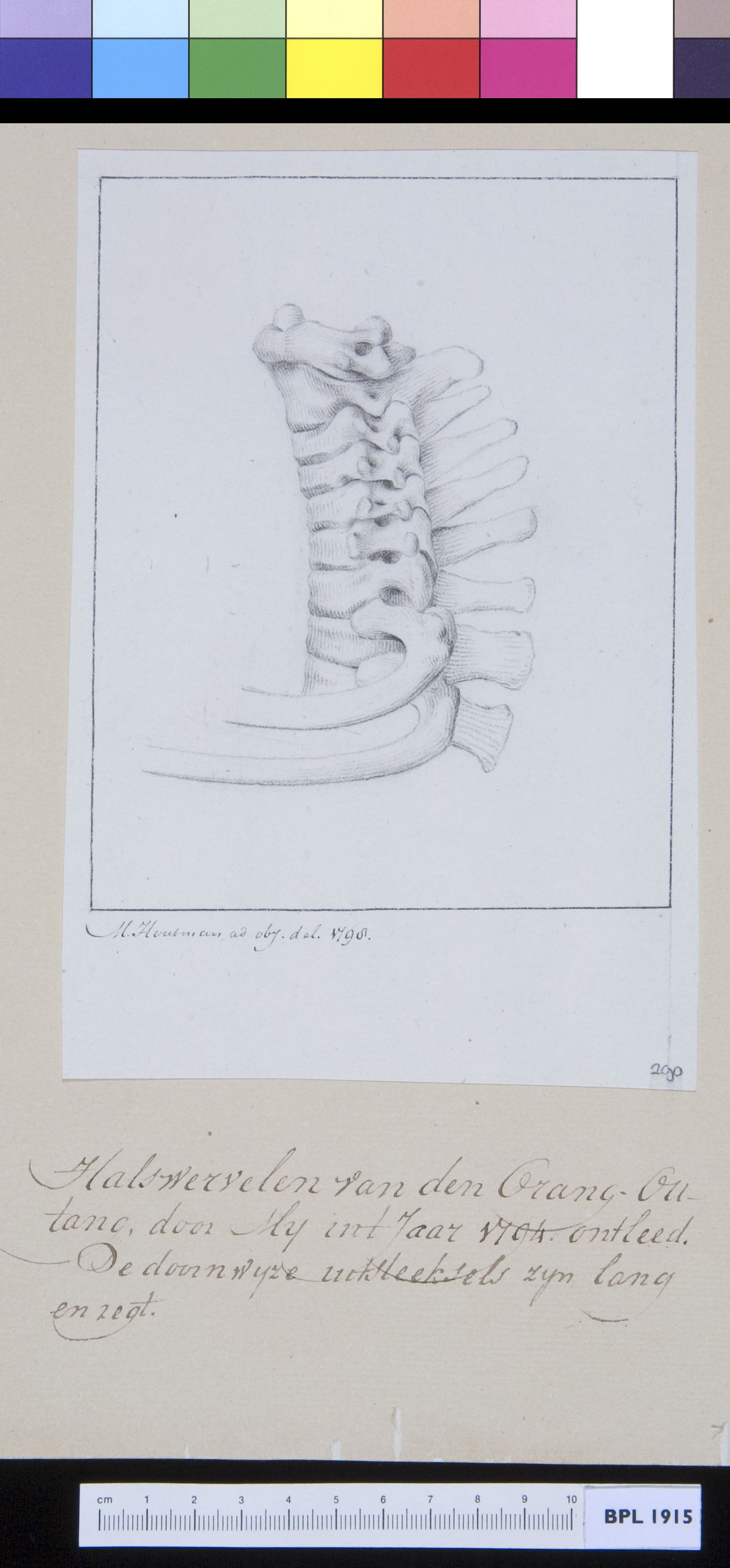 Animals: ape, cervical vertebrae