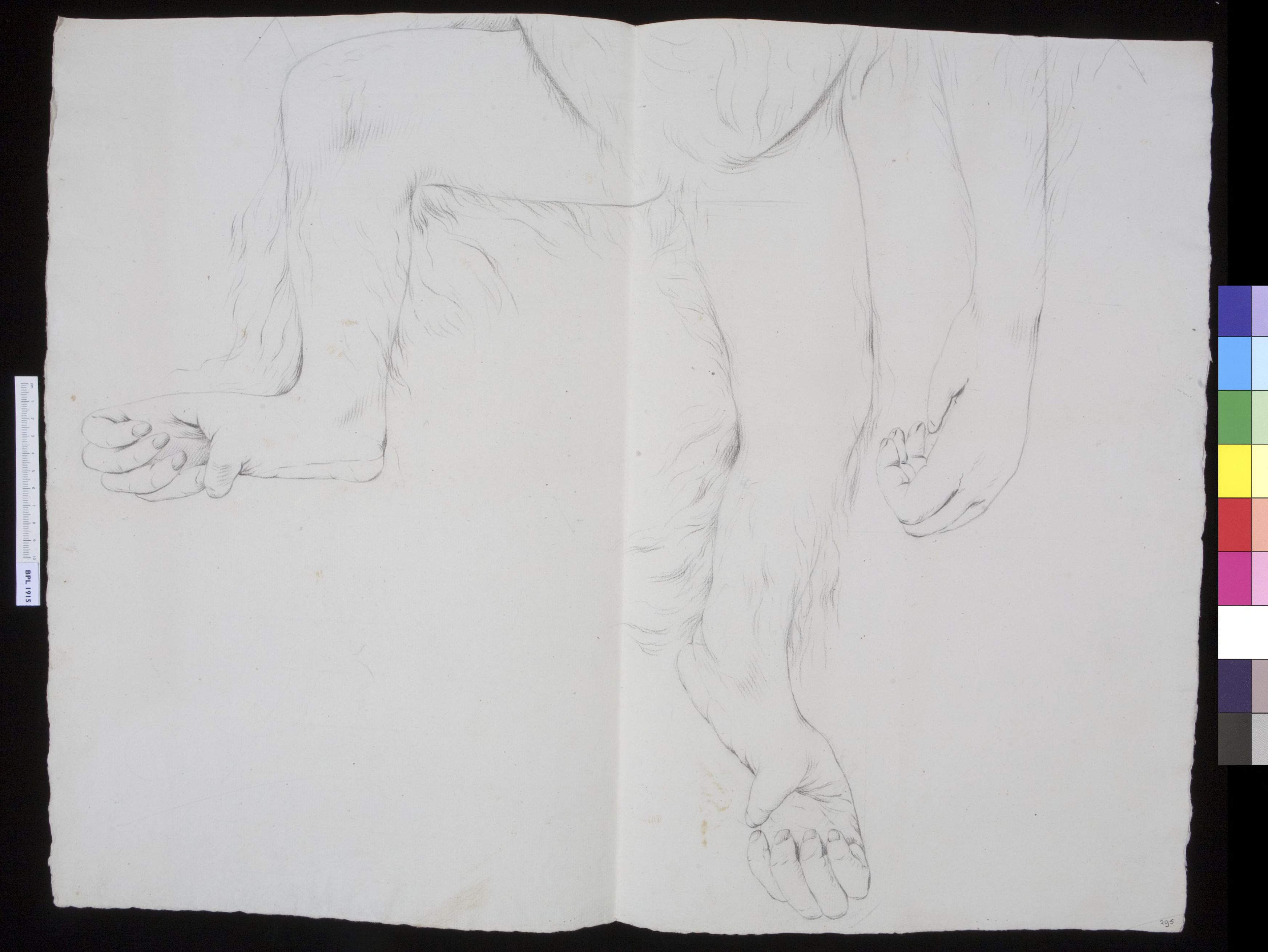 Animals: Orangutan (lower part of the body)