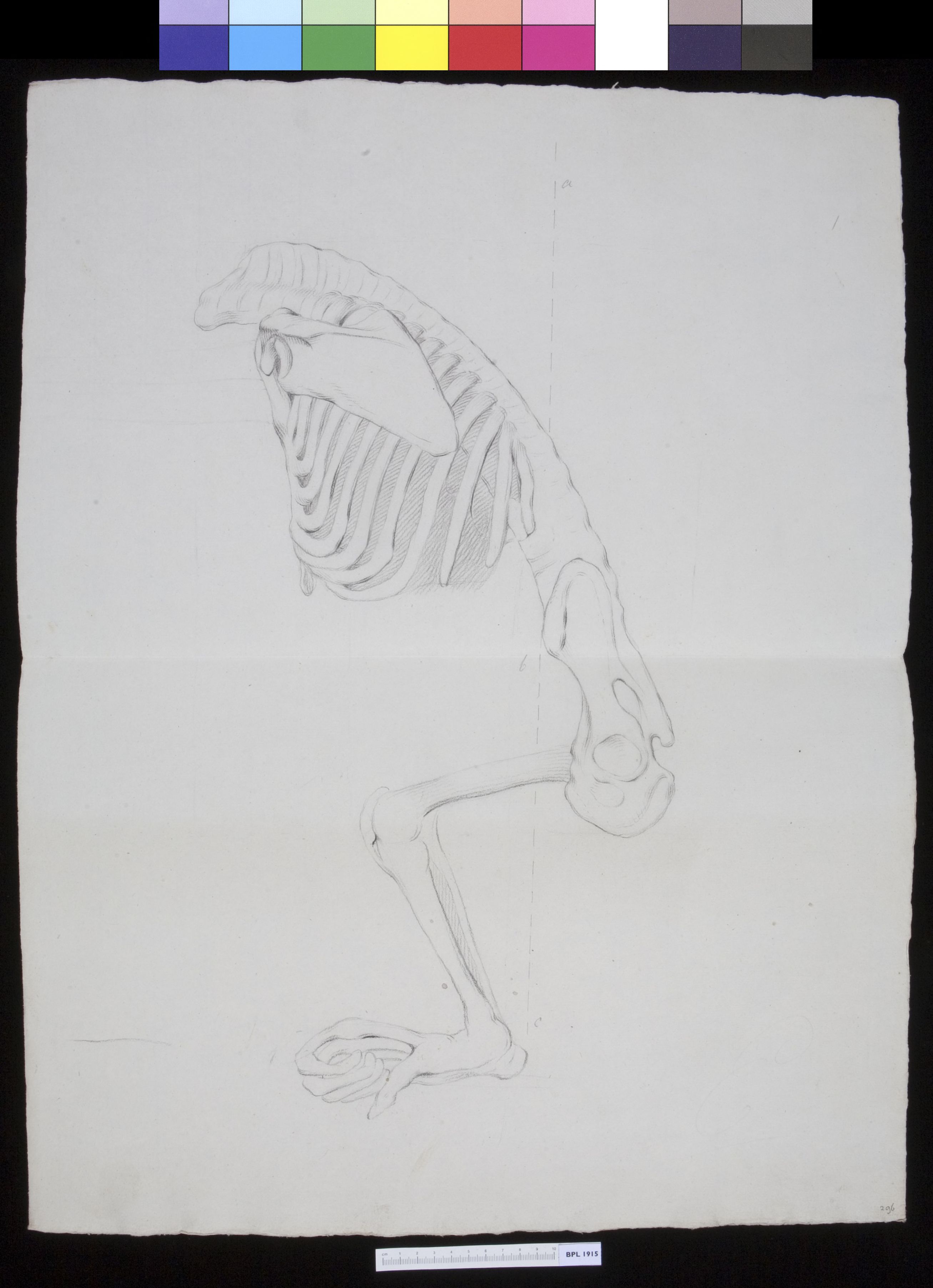 Animals: Orangutan, skeleton (without the head)