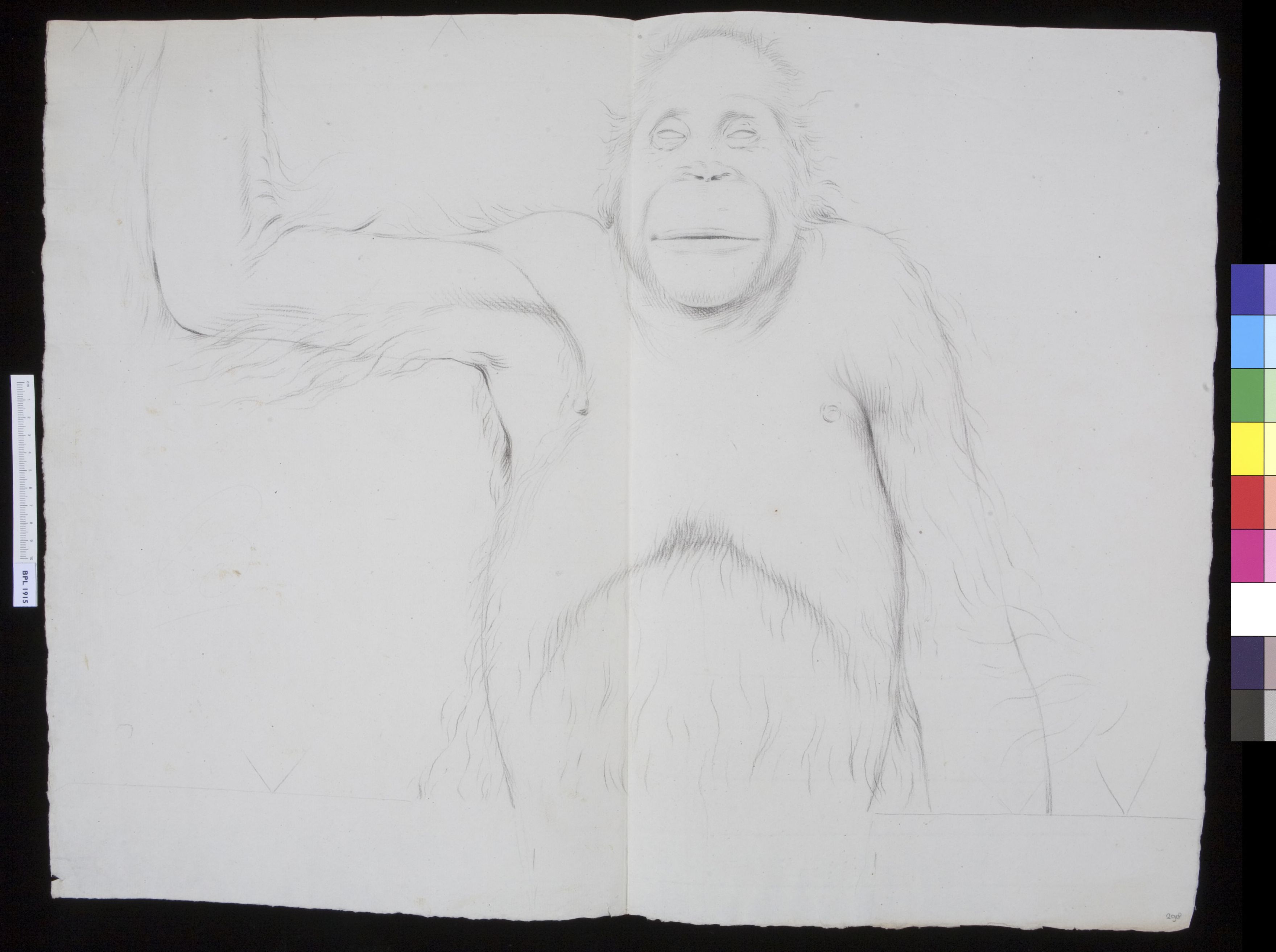 Animals: Orangutan (upper part of the body)