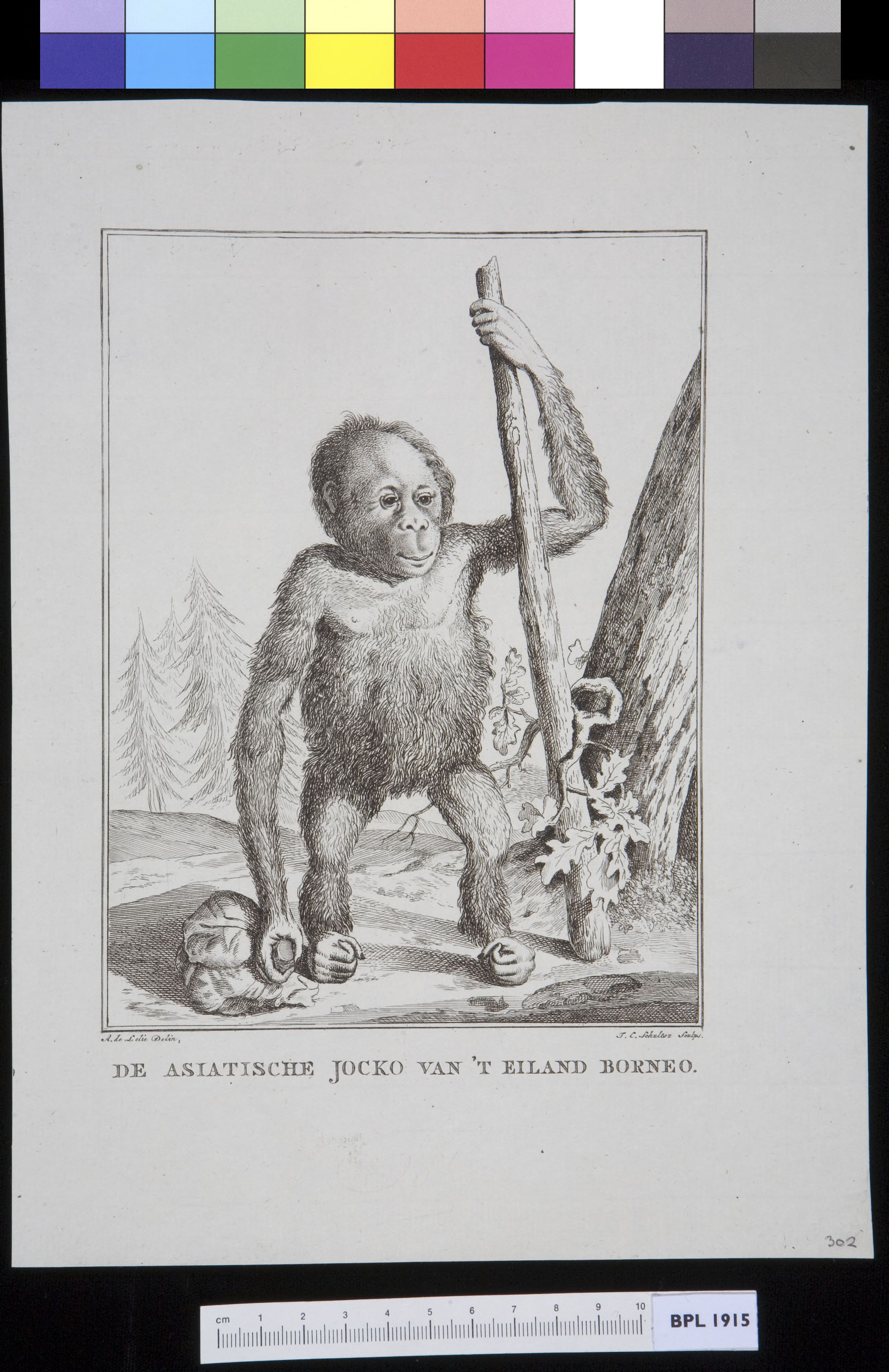 Animals: ape, orangutan