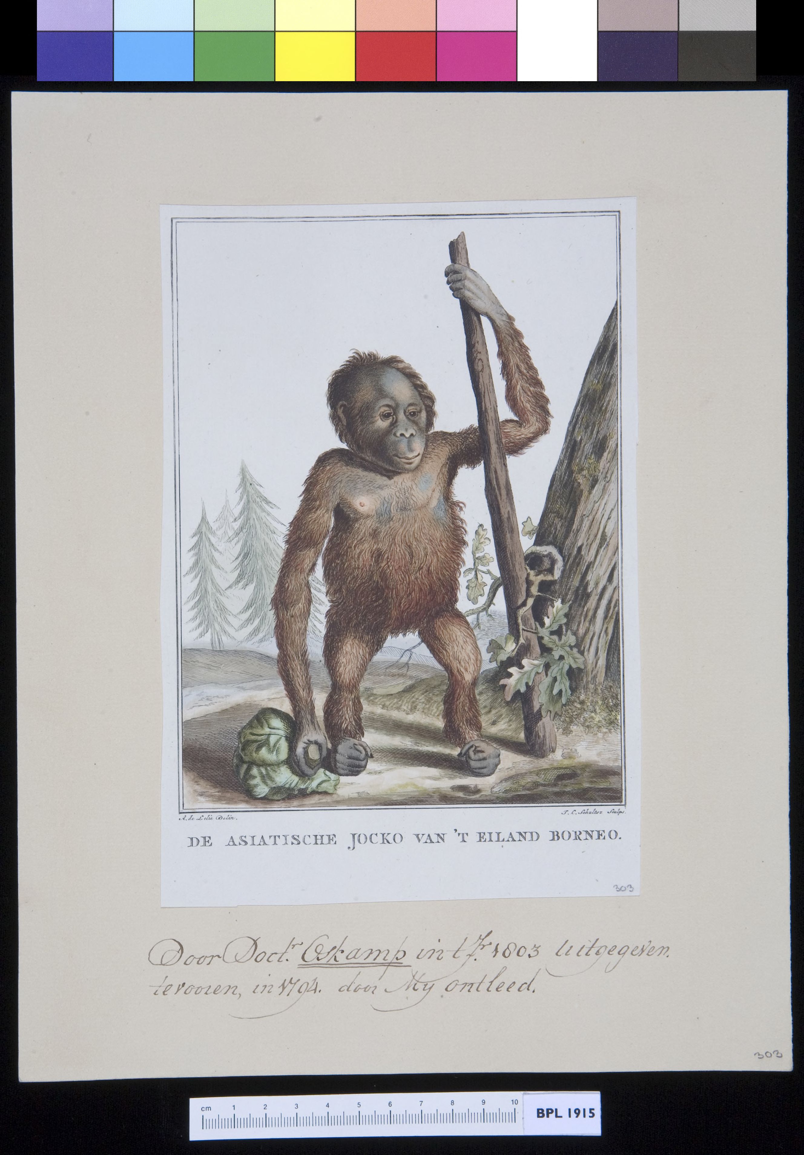 Animals: ape, orangutan