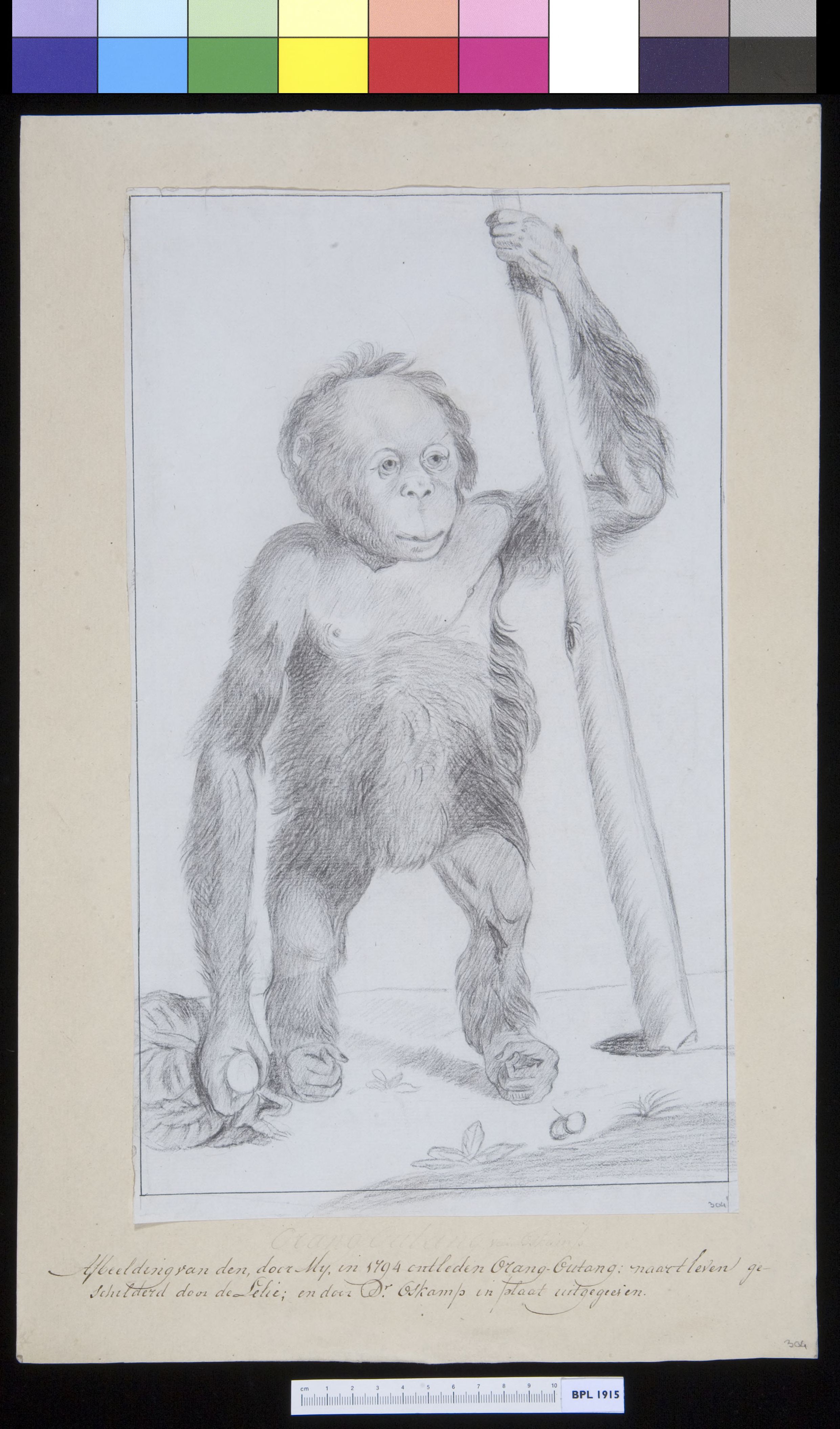 Animals: ape, orangutan
