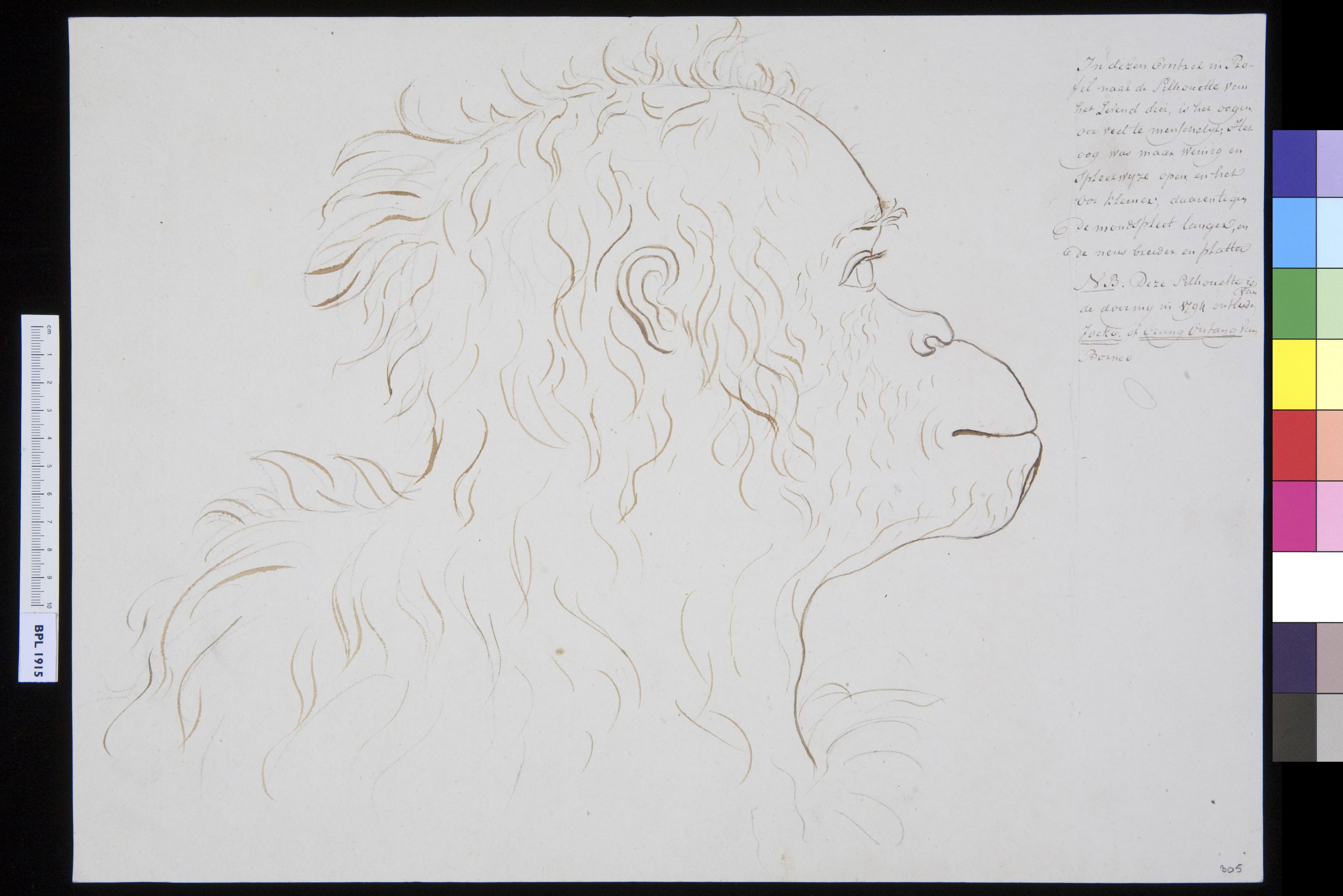 Animals: orangutan's head, lateral view