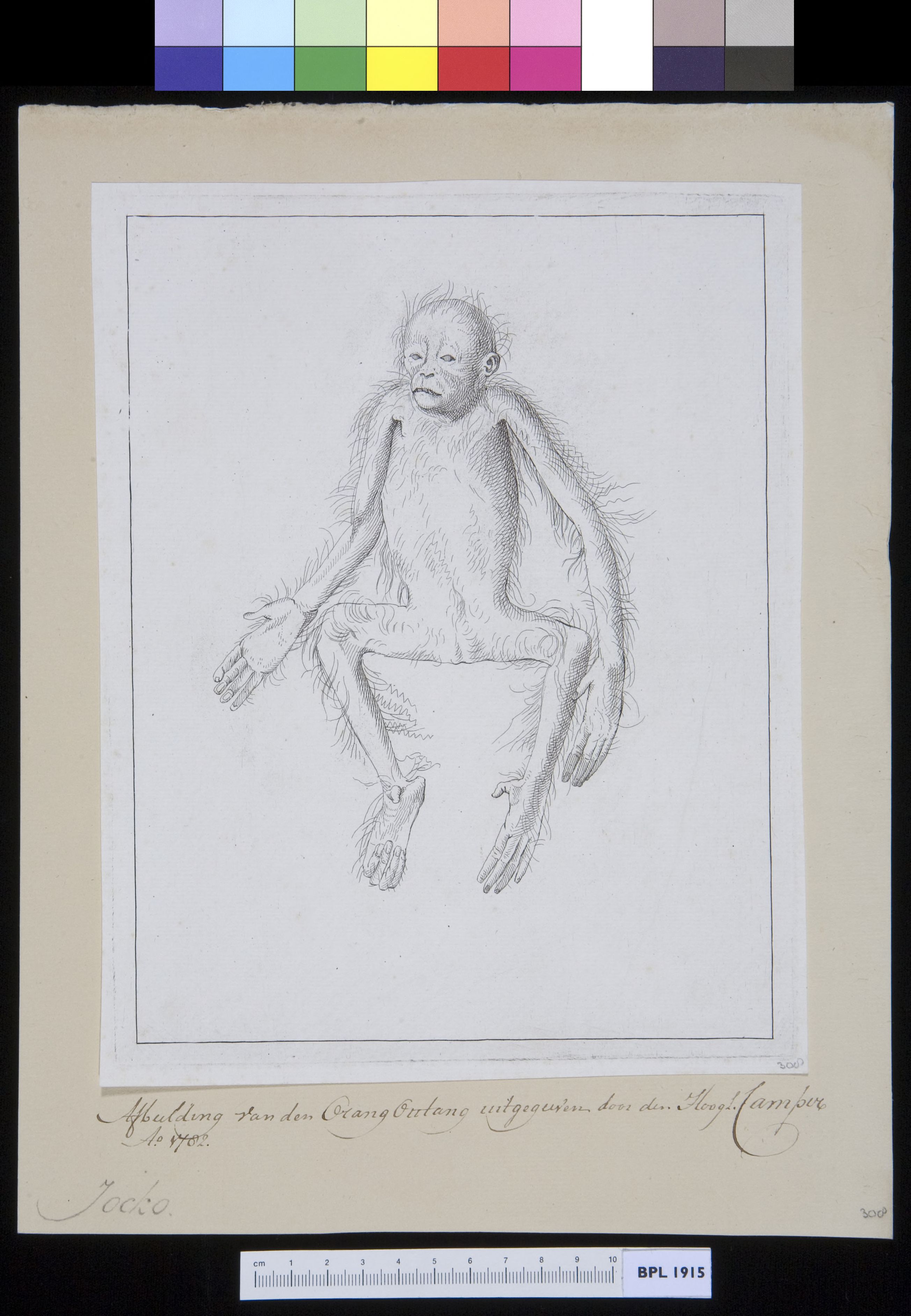 Animals: young orangutan