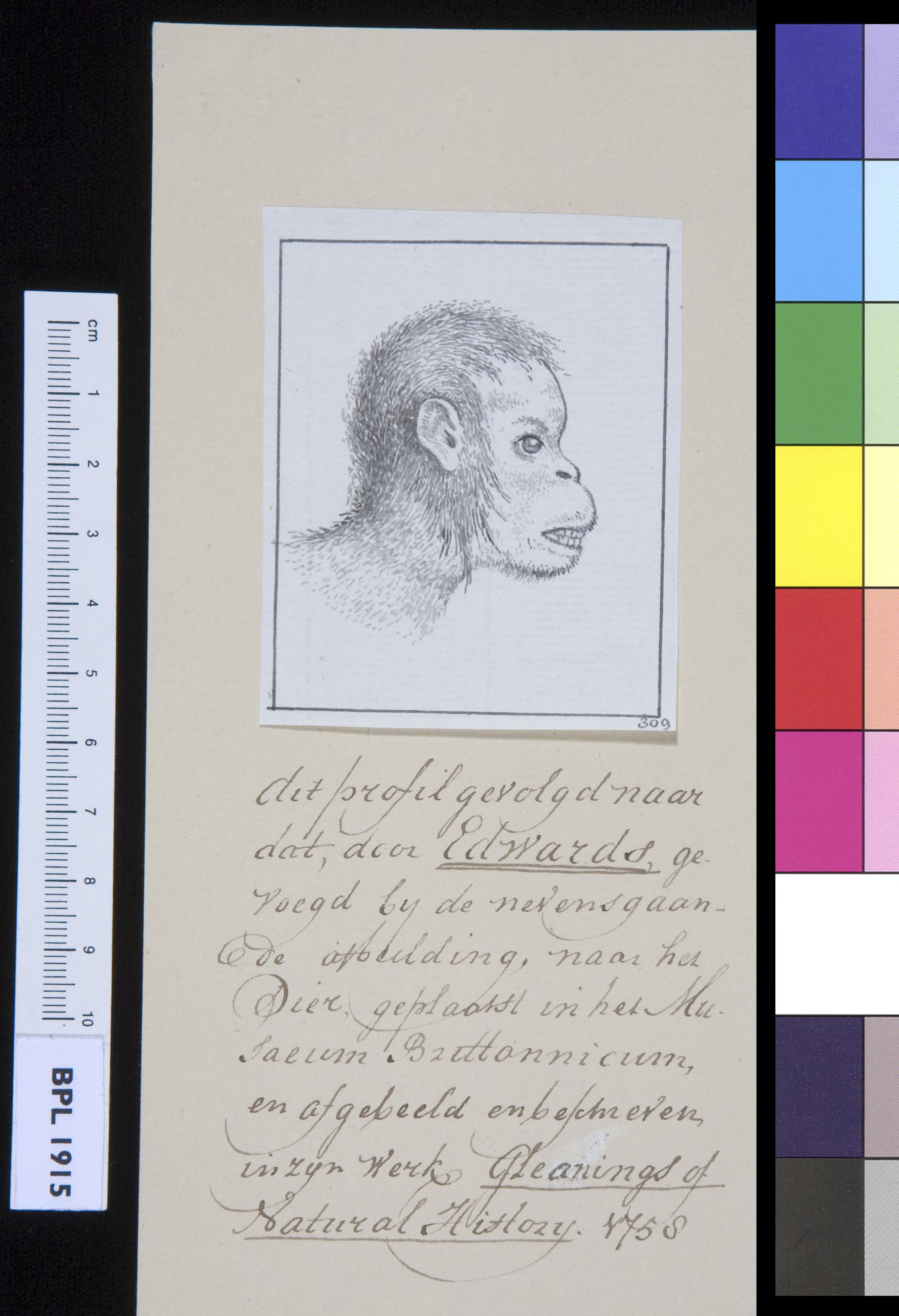 Animals: orangutan, head's profile