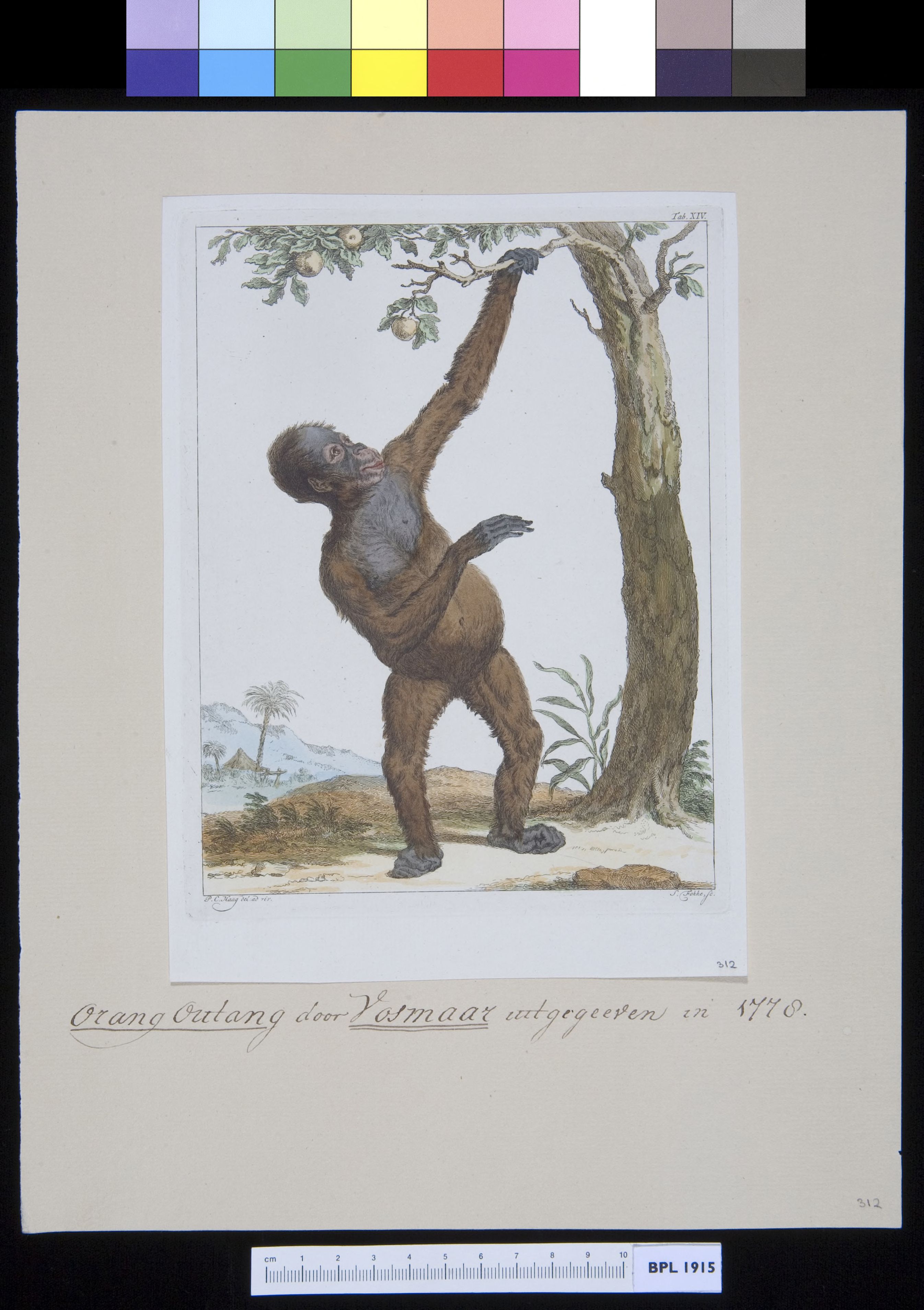 Animals: orangutan