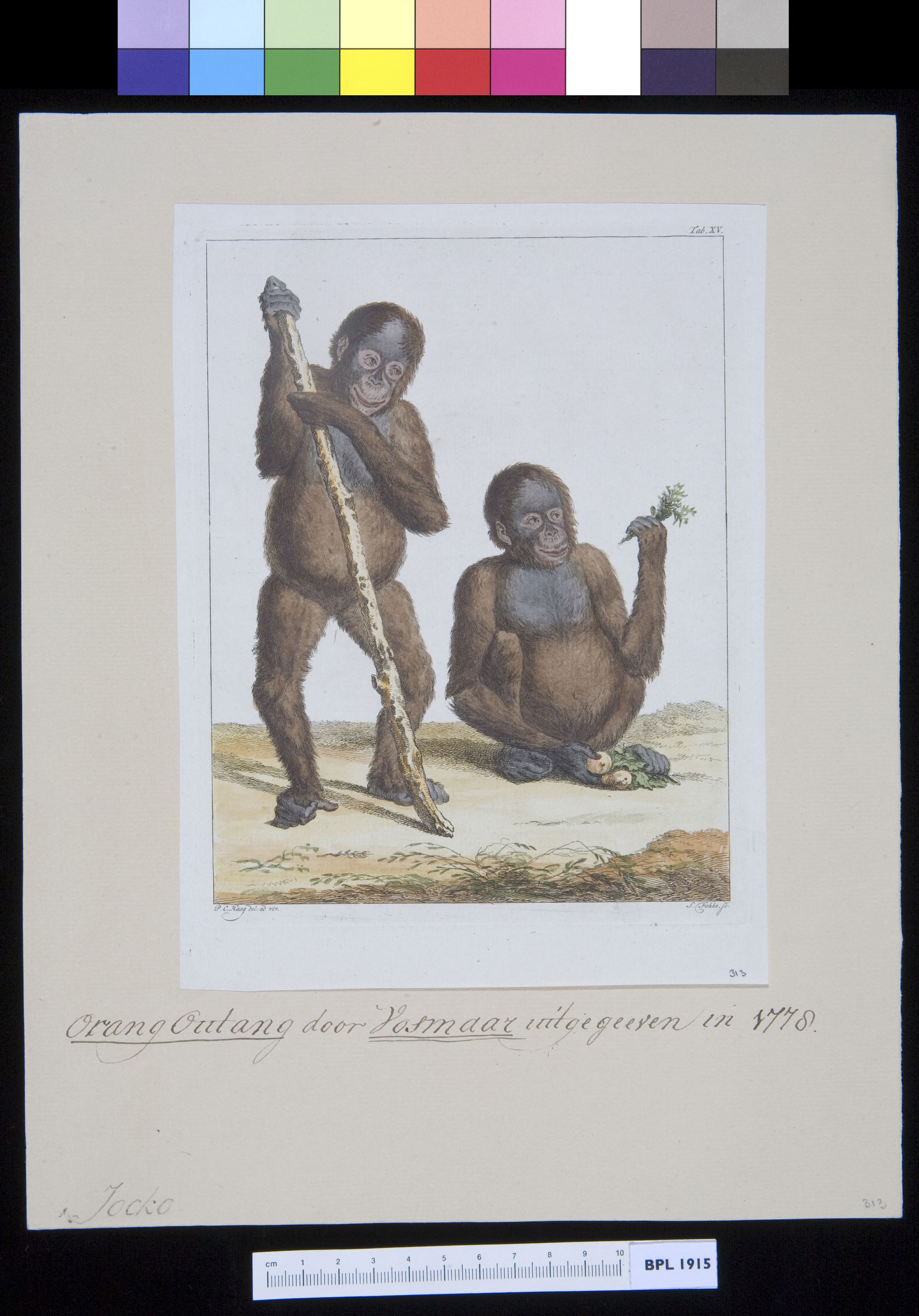 Animals: two orangutans