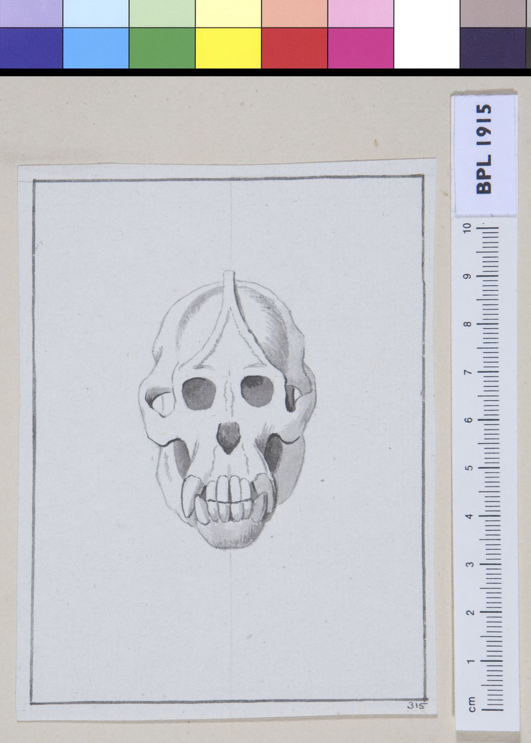 Animals: skull of an ape, frontal view