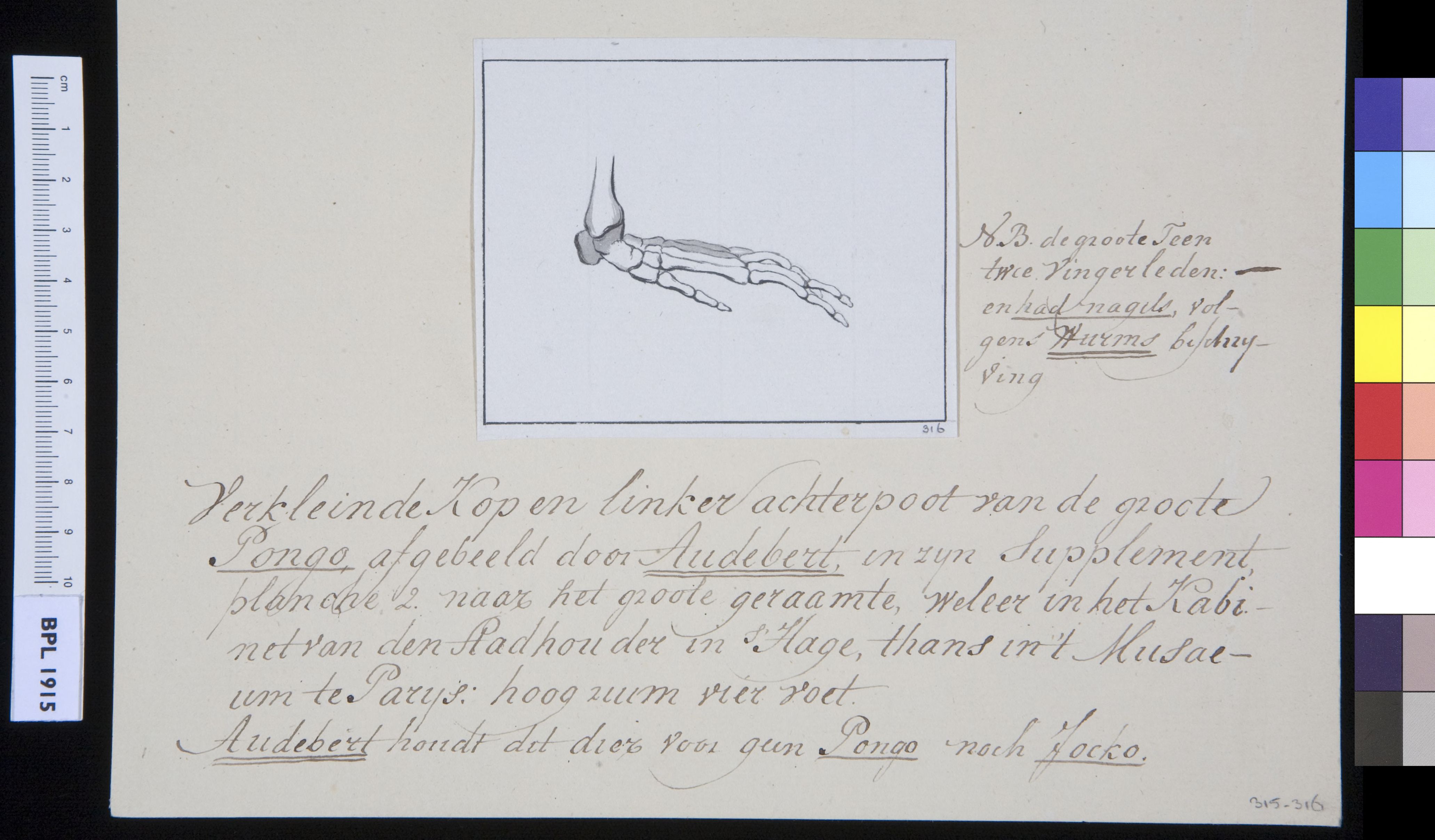 Animals: left foot of an ape, frontal view