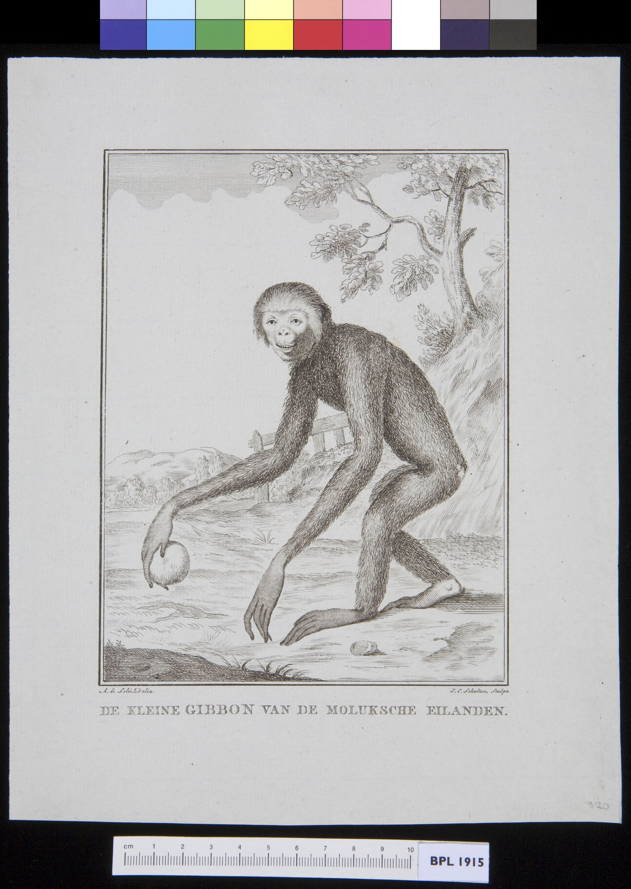 Animals: gibbon