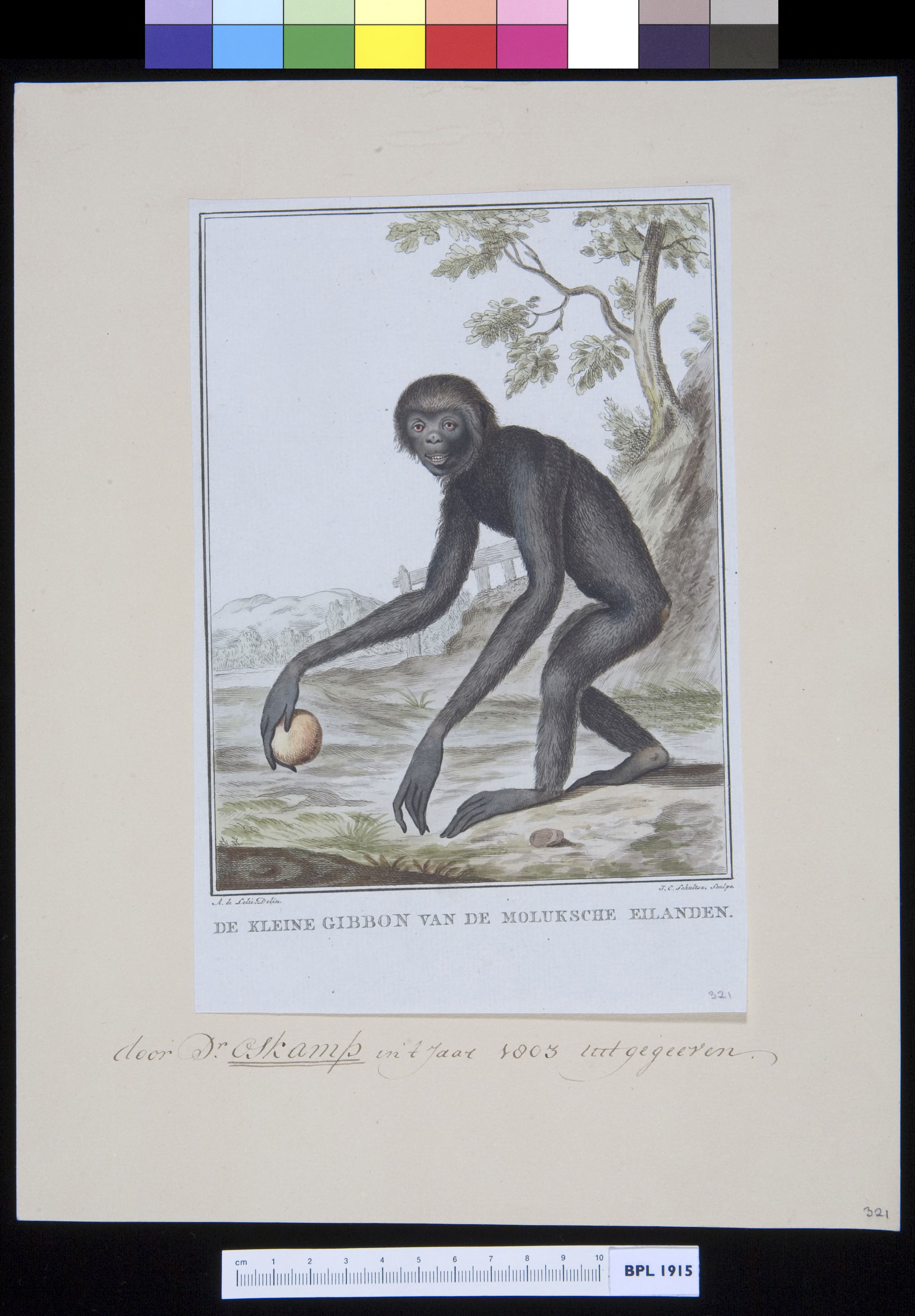 Animals: gibbon