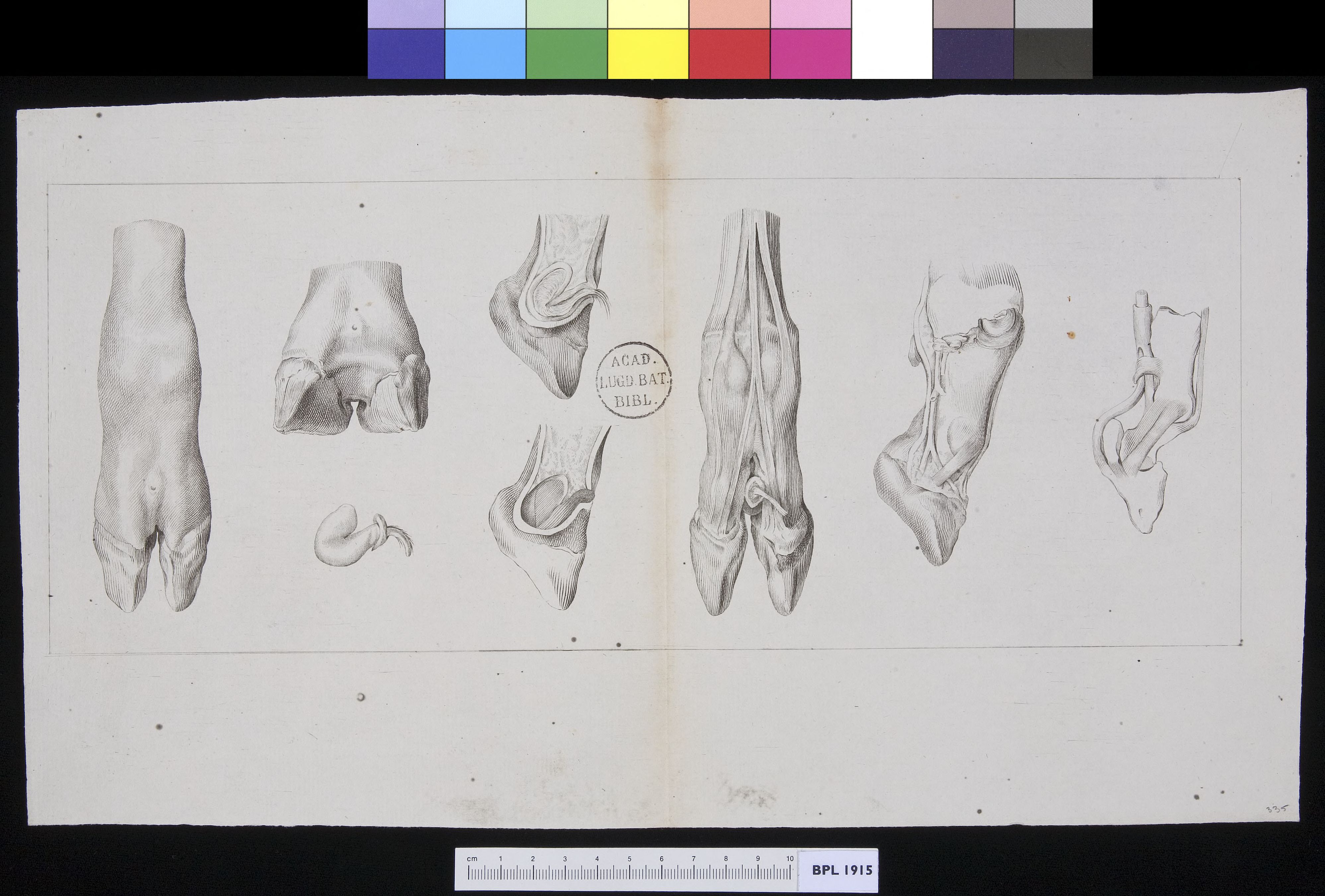 Animals: (bovine?) feet or hooves