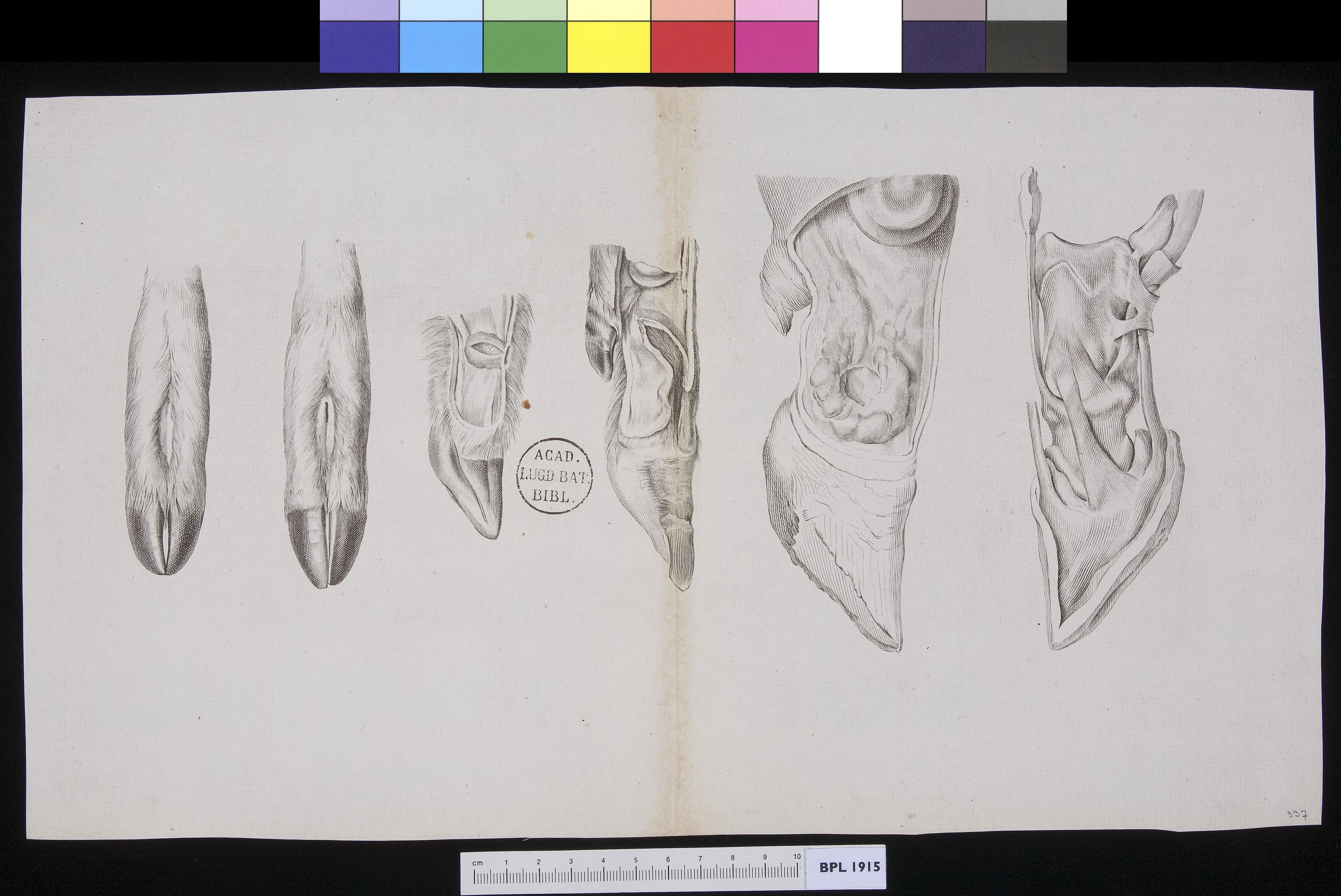 Animals: (bovine?) feet or hooves