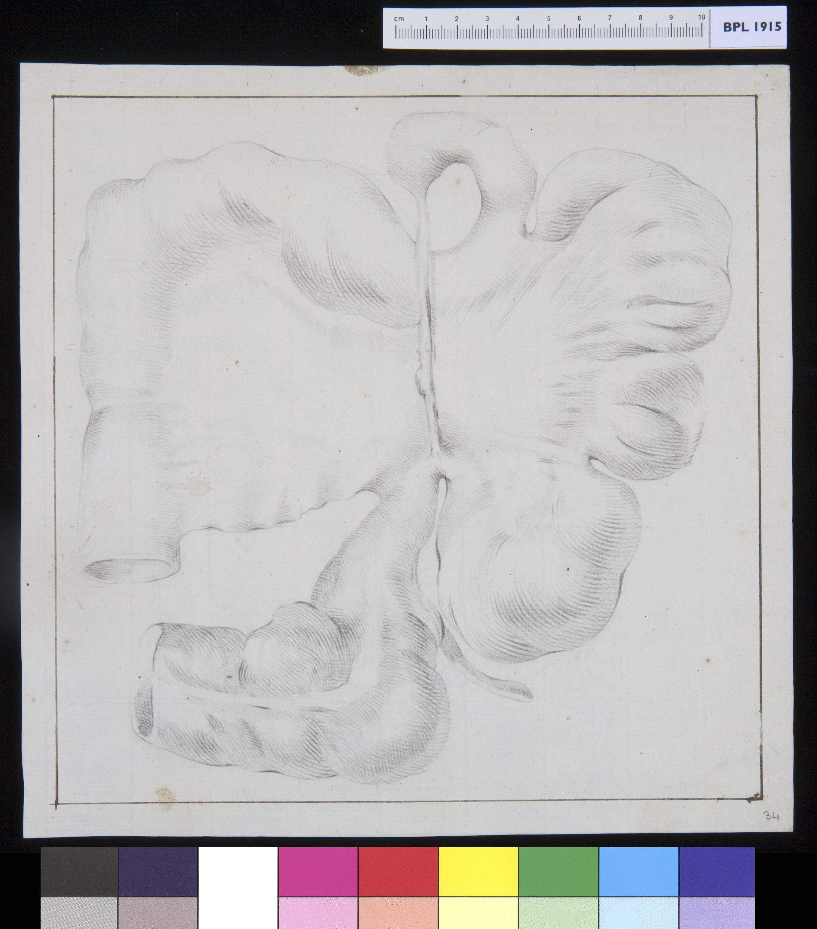 Intestines