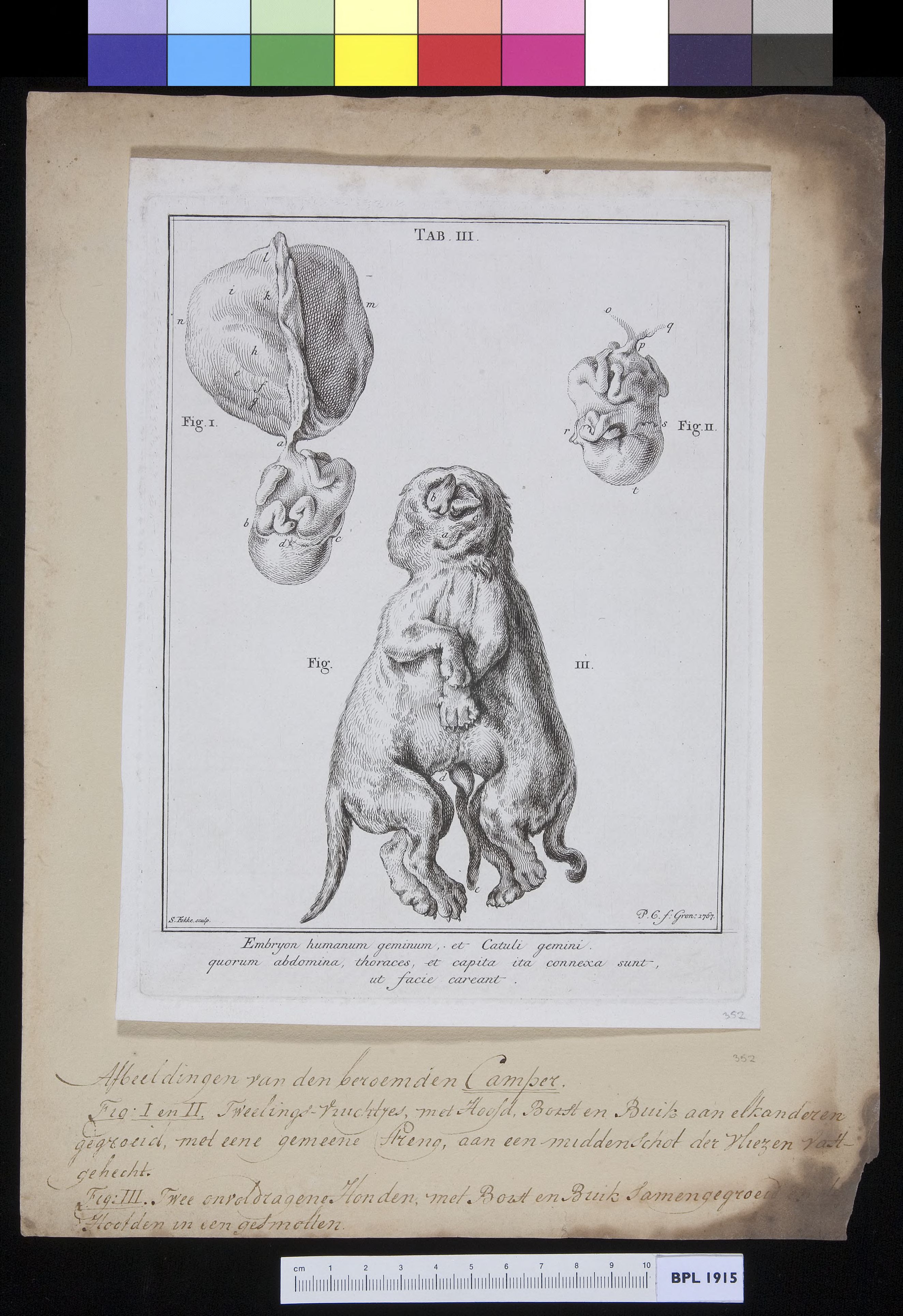 Conjoined feline twins (cats)