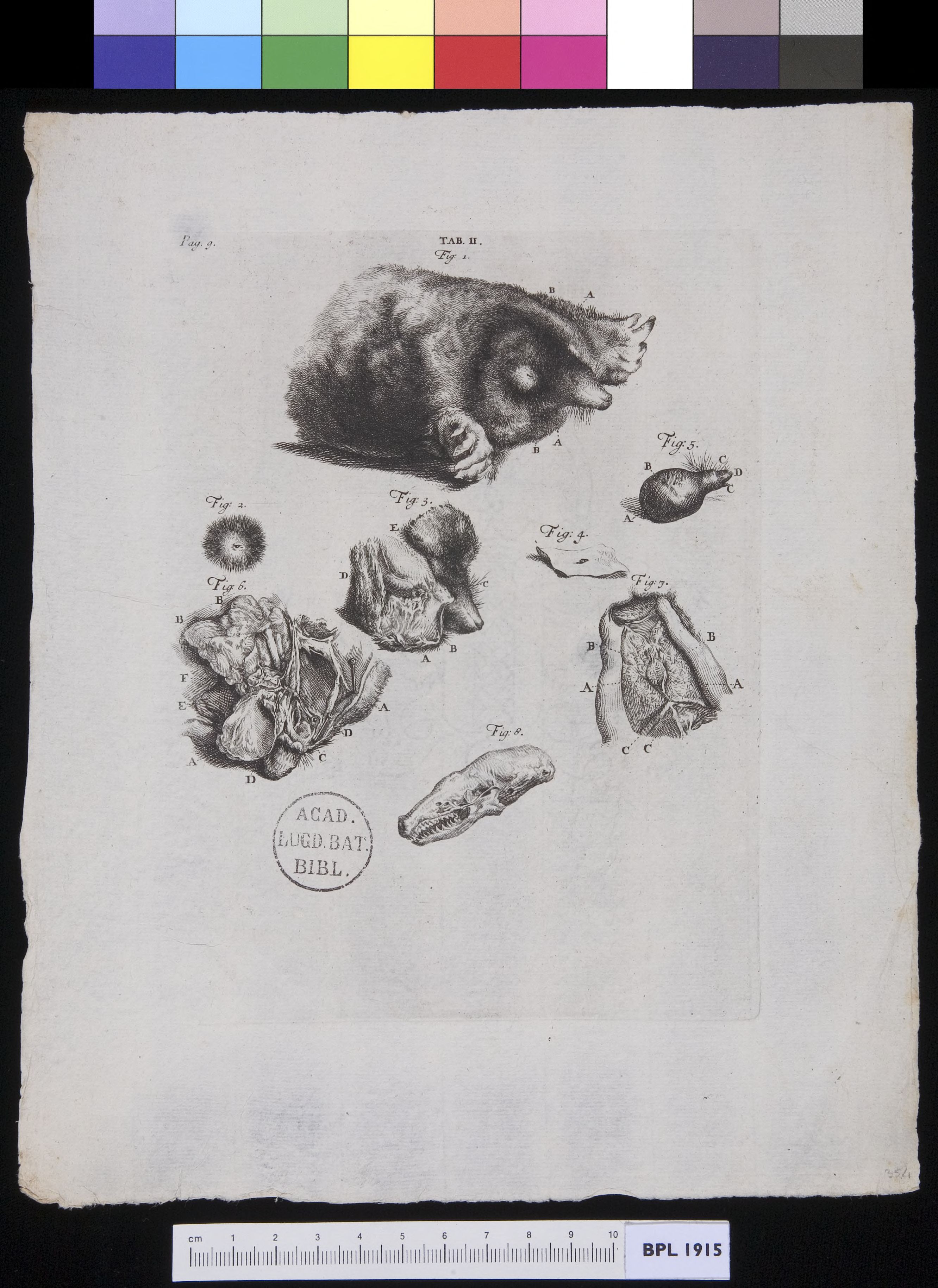Dissected mole