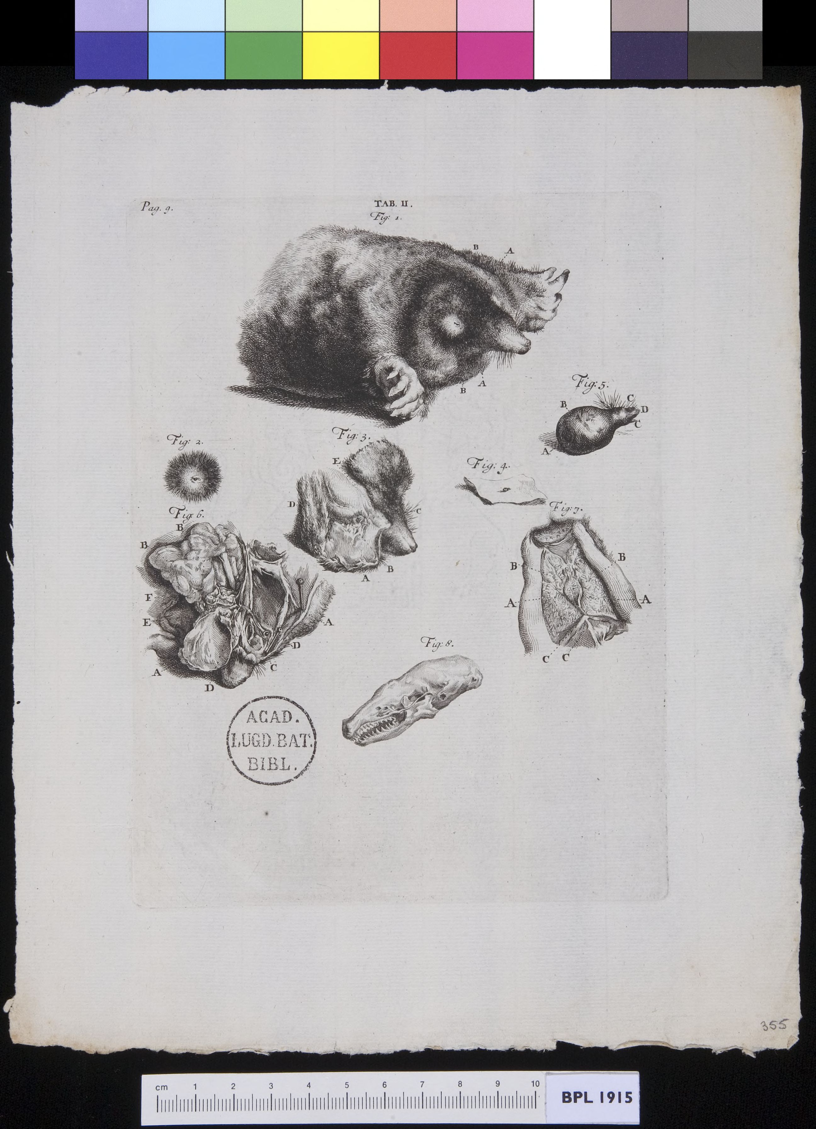 Dissected mole