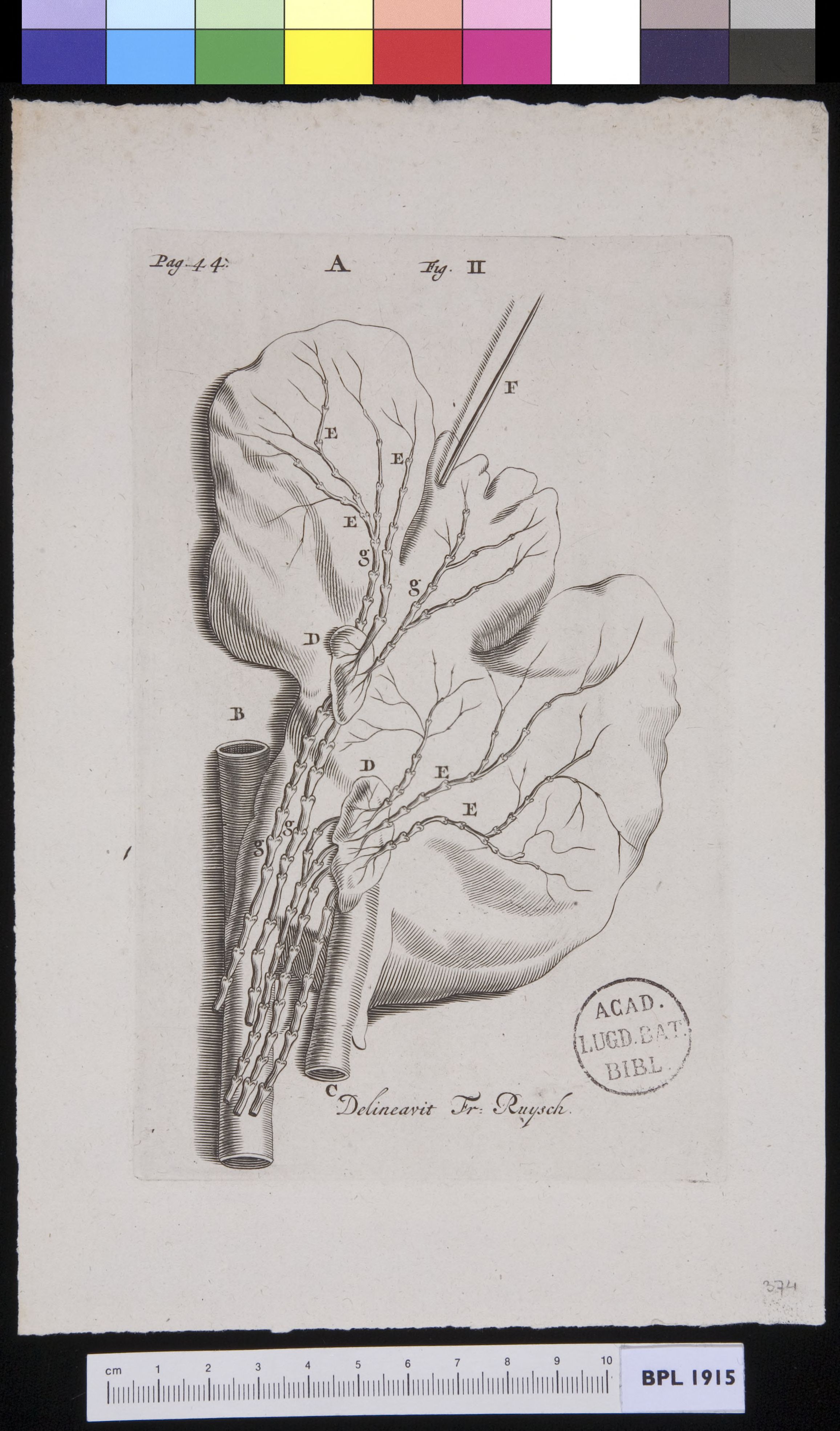 Lung