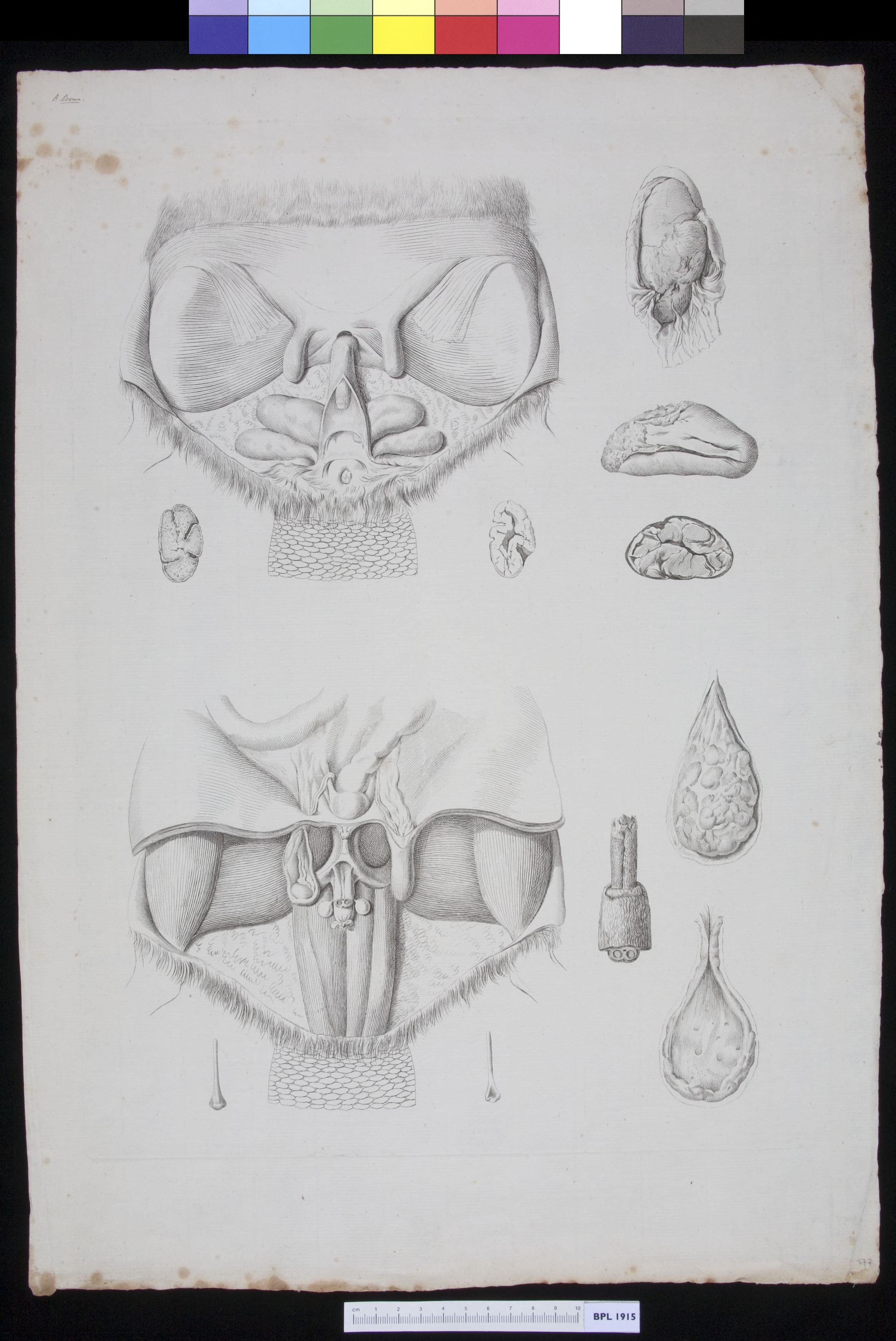 Glands of a beaver