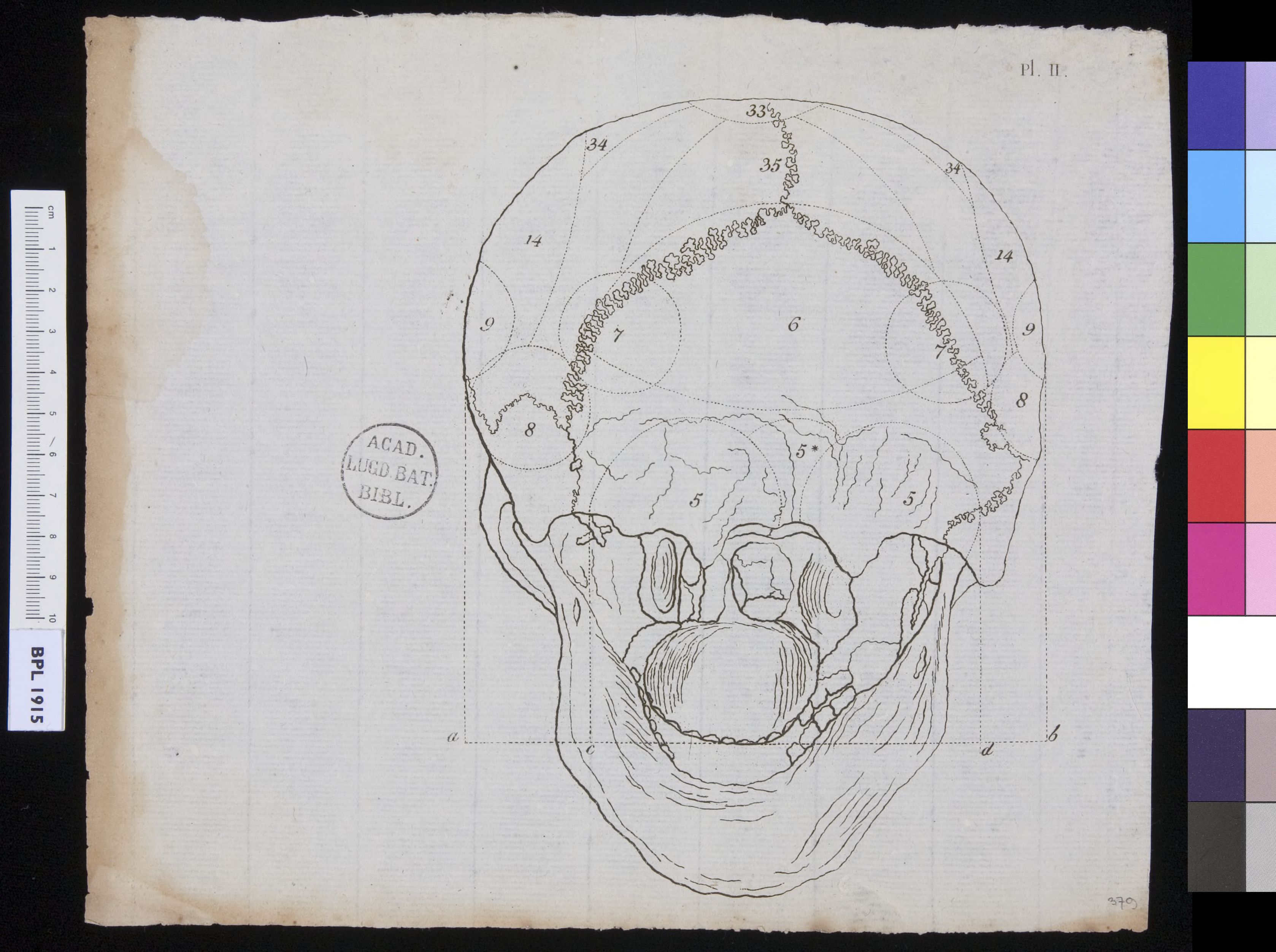 Human skull, view from behind