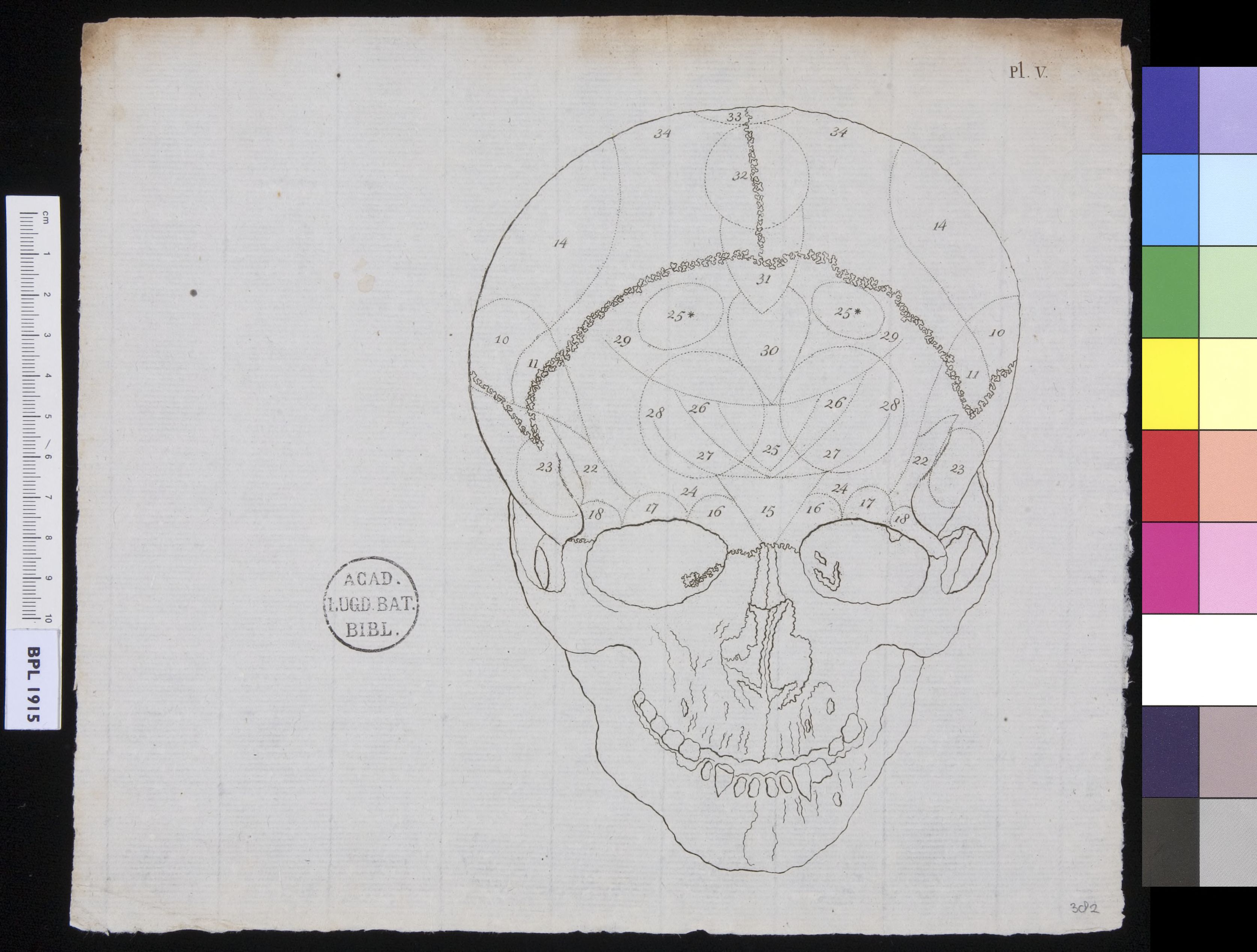 Human skull, frontal view