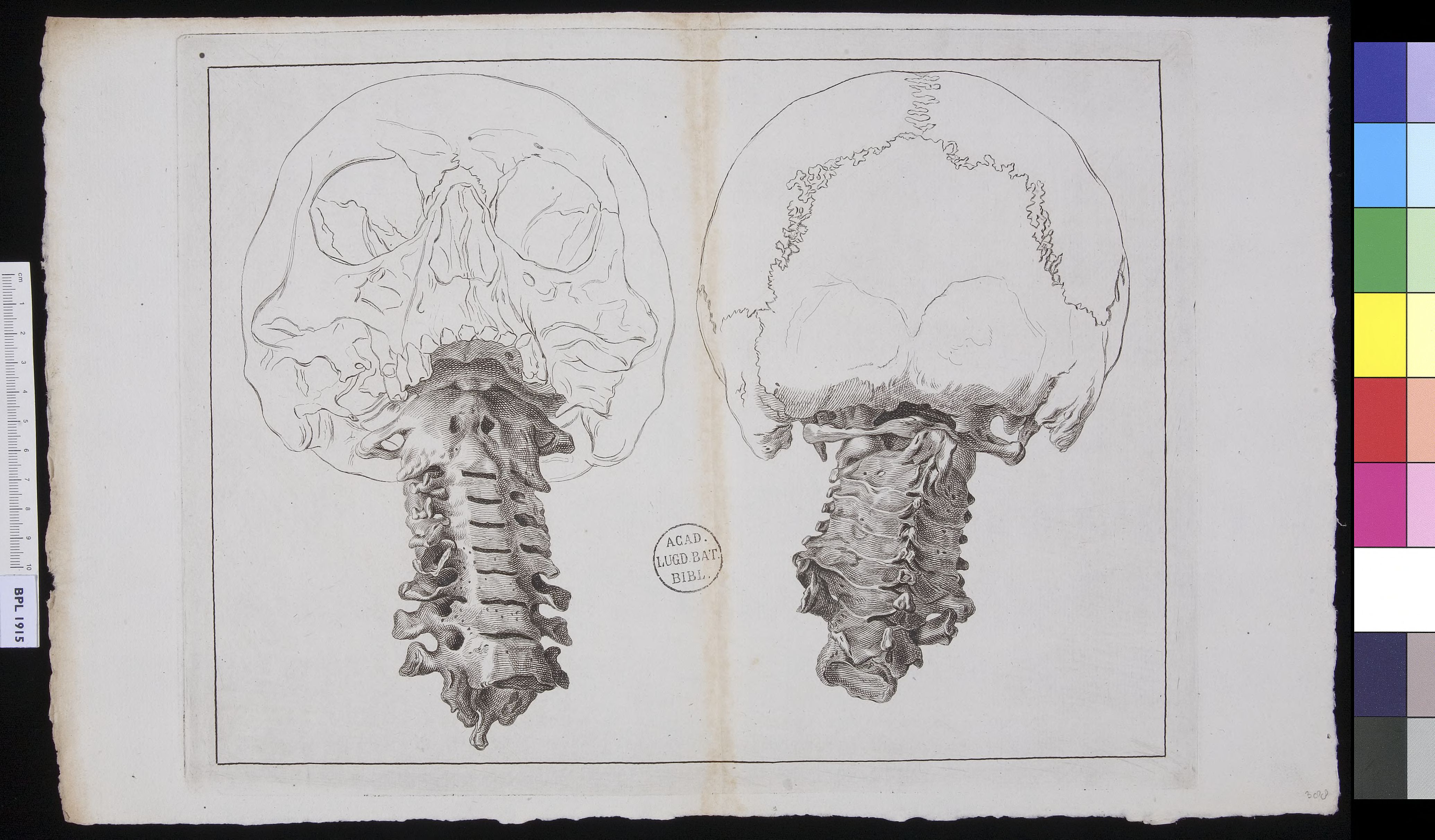 Human skull and cervical vertebrae