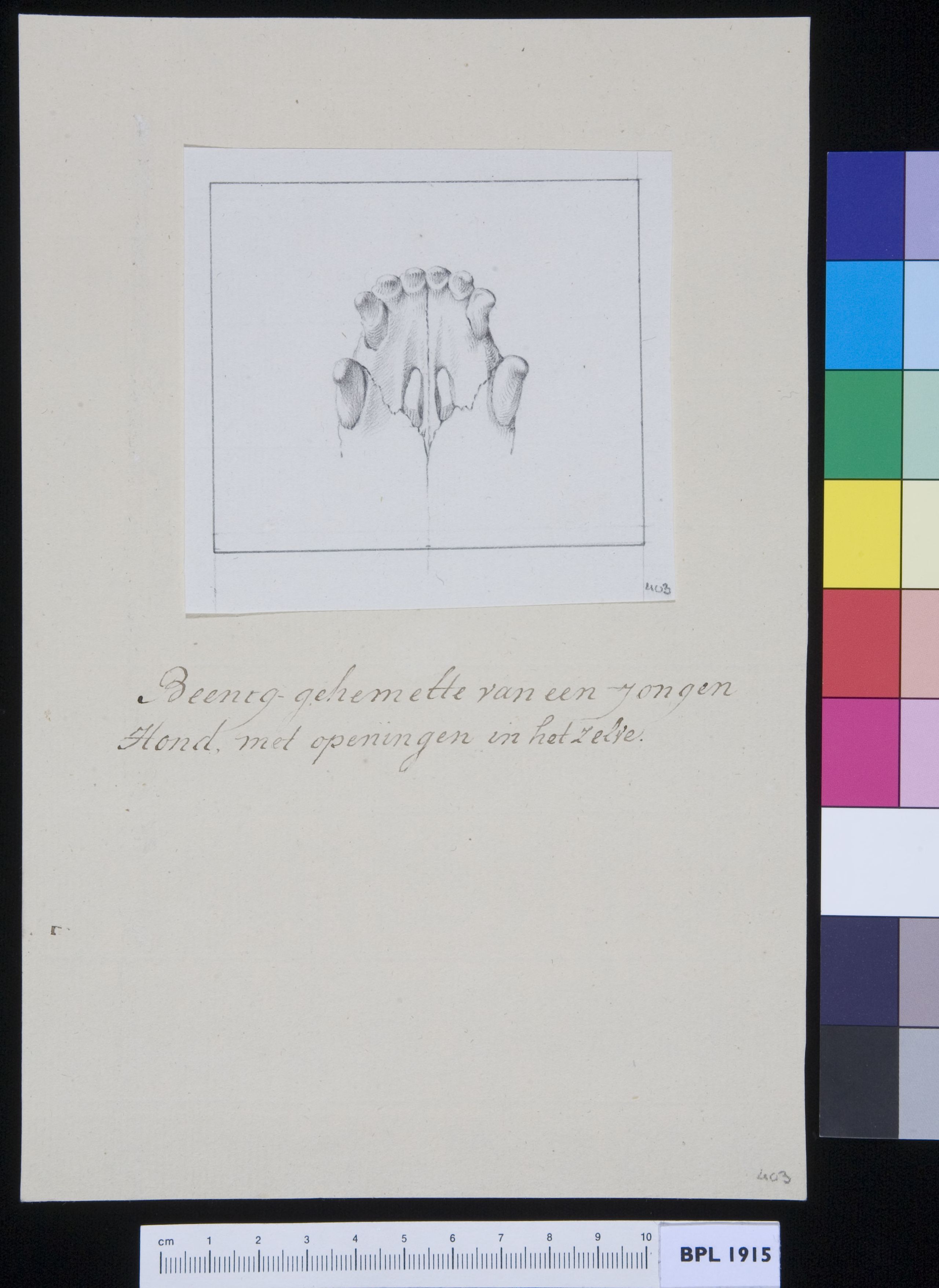 Palate (palatum) of a dog, with fractures