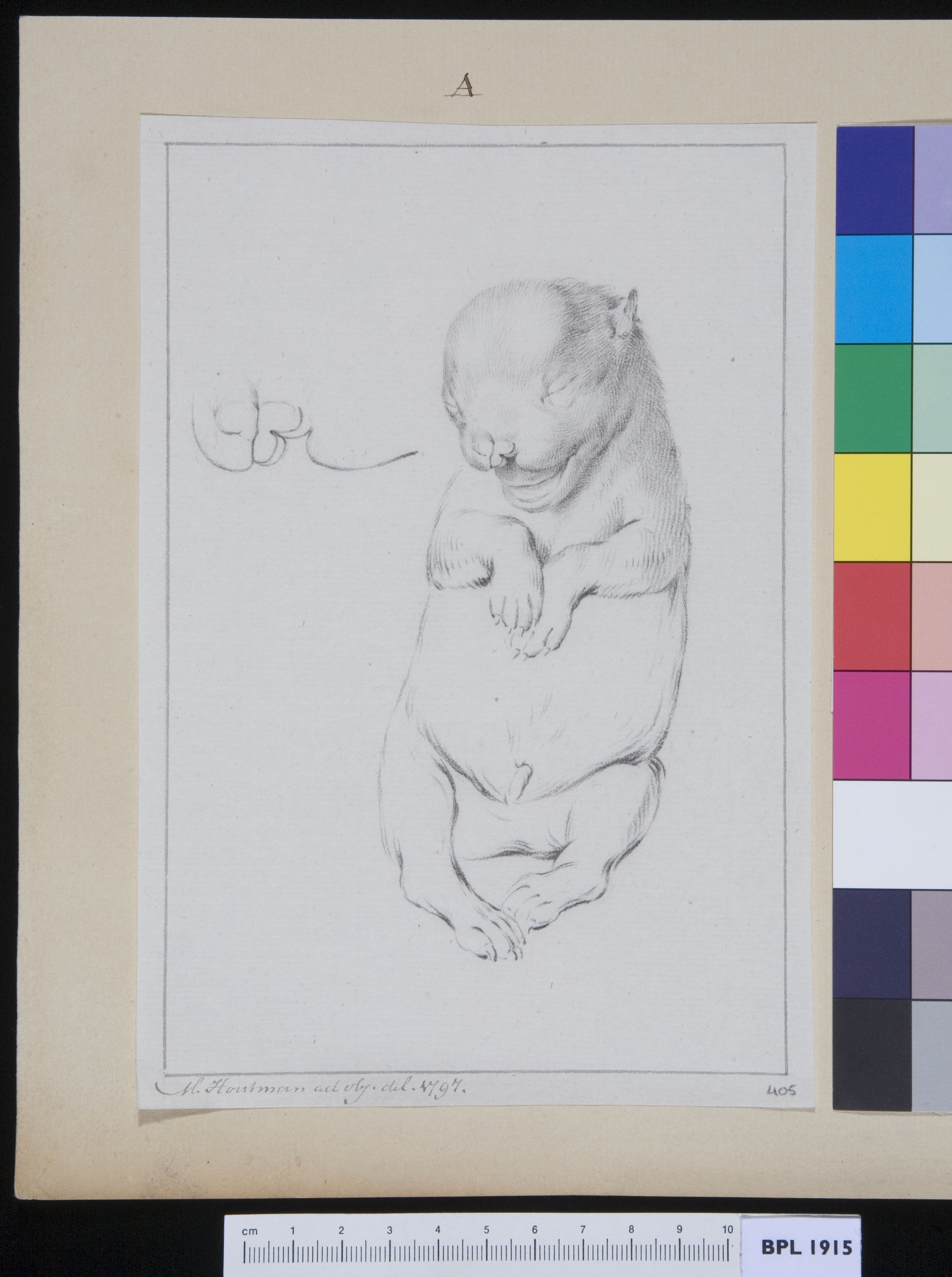 Fetus of a dog