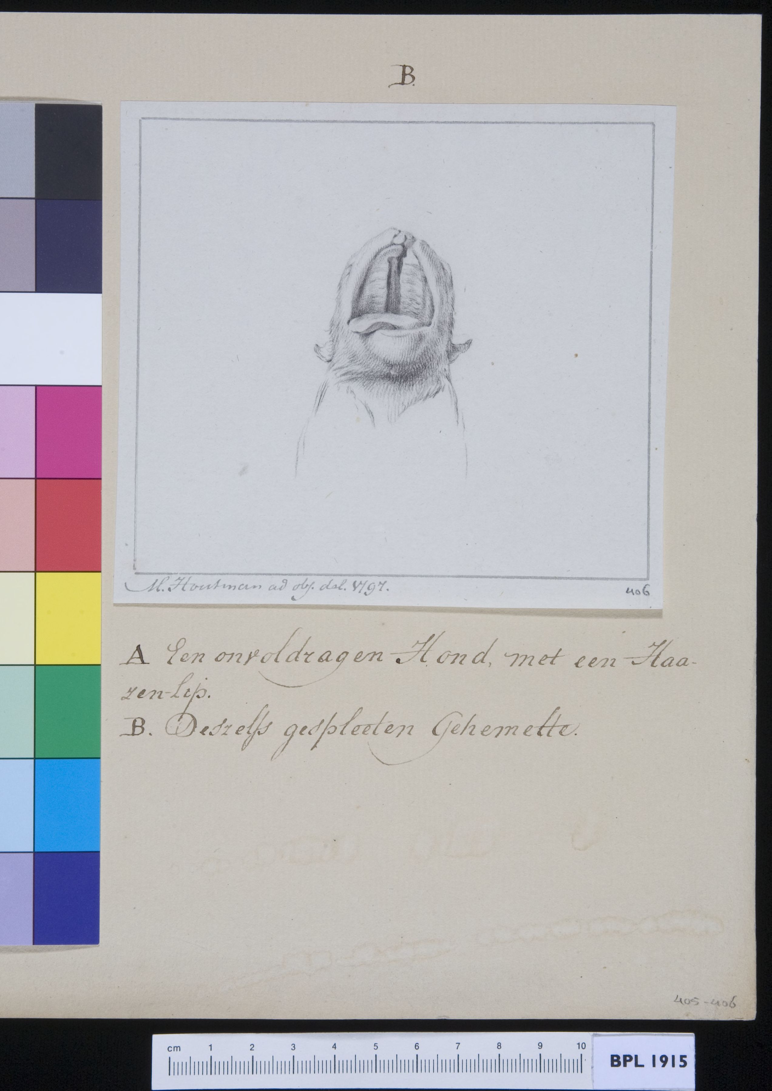 Palate (palatum) of a dog, with fractures