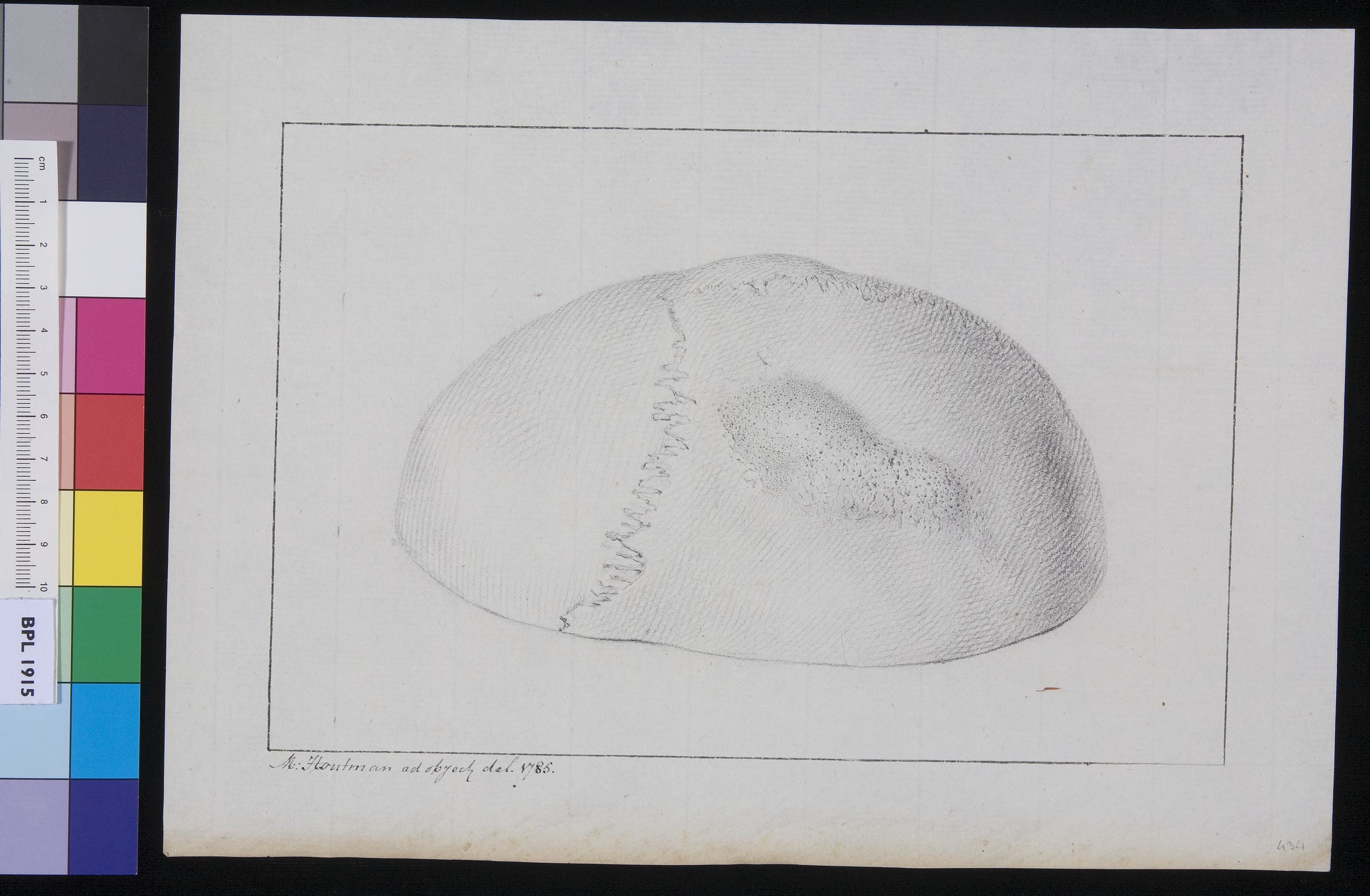 Calvaria (skull)