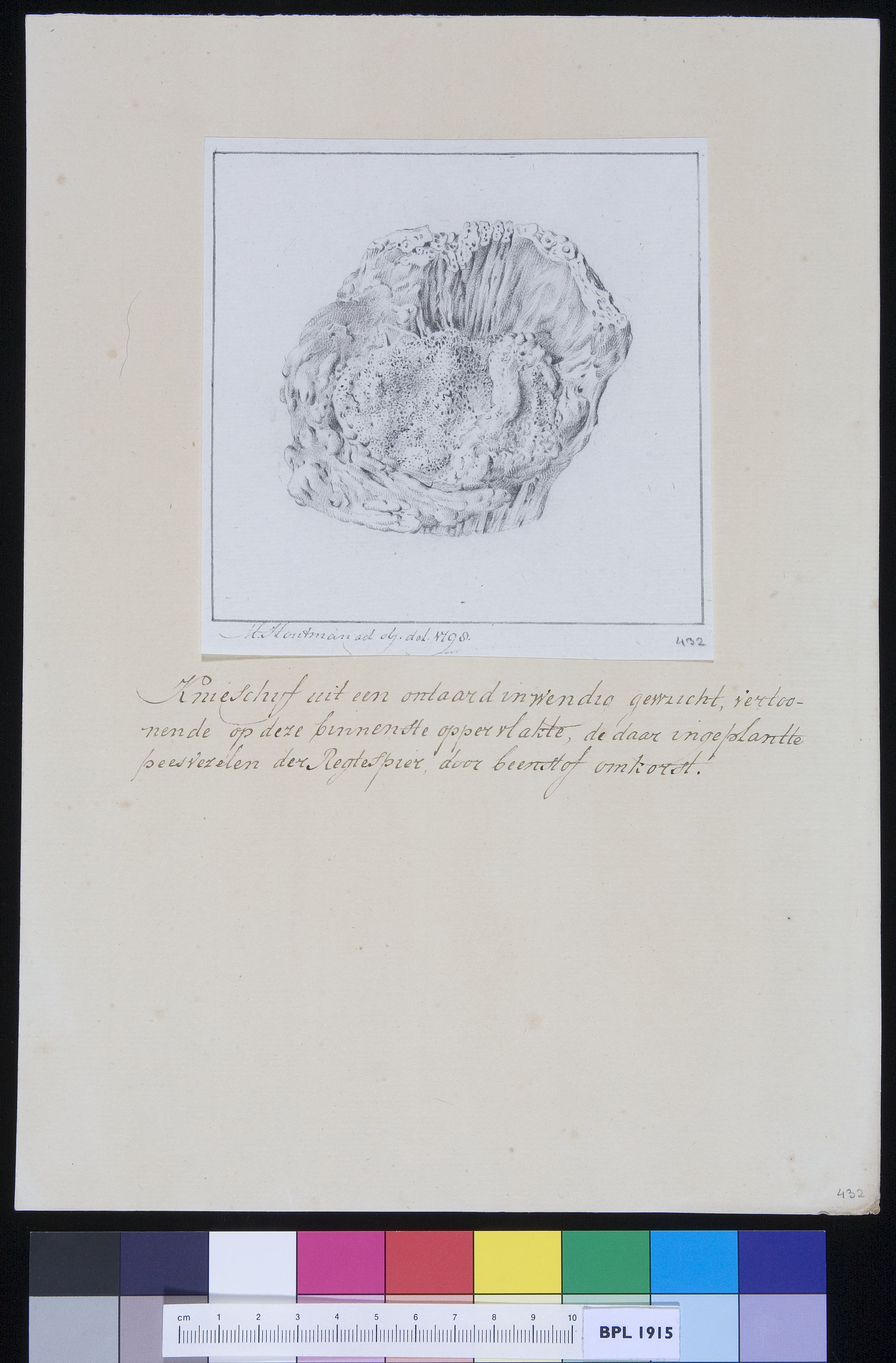 Patella